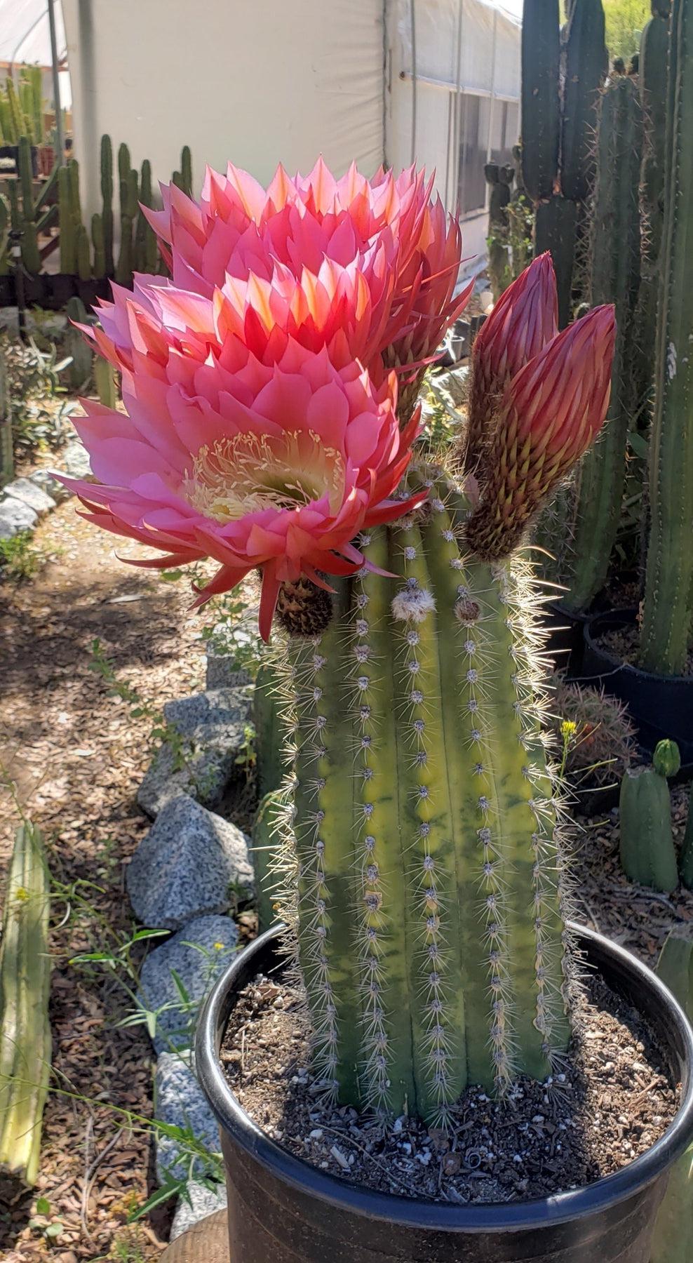 #EC194 EXACT Trichocereus Grandiflorus "Flying Saucer" Ornamental Cactus 12"-Cactus - Large - Exact-The Succulent Source