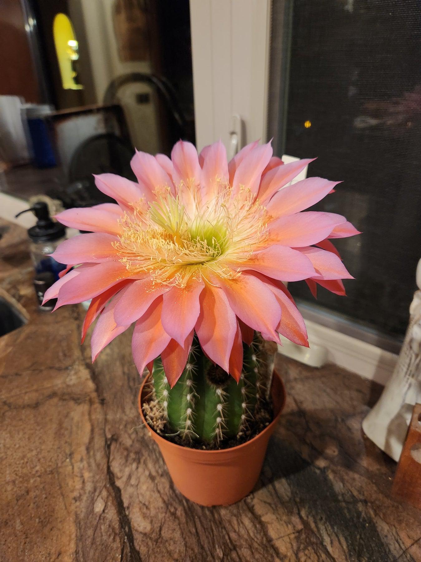 #EC194 EXACT Trichocereus Grandiflorus "Flying Saucer" Ornamental Cactus-Cactus - Large - Exact-The Succulent Source