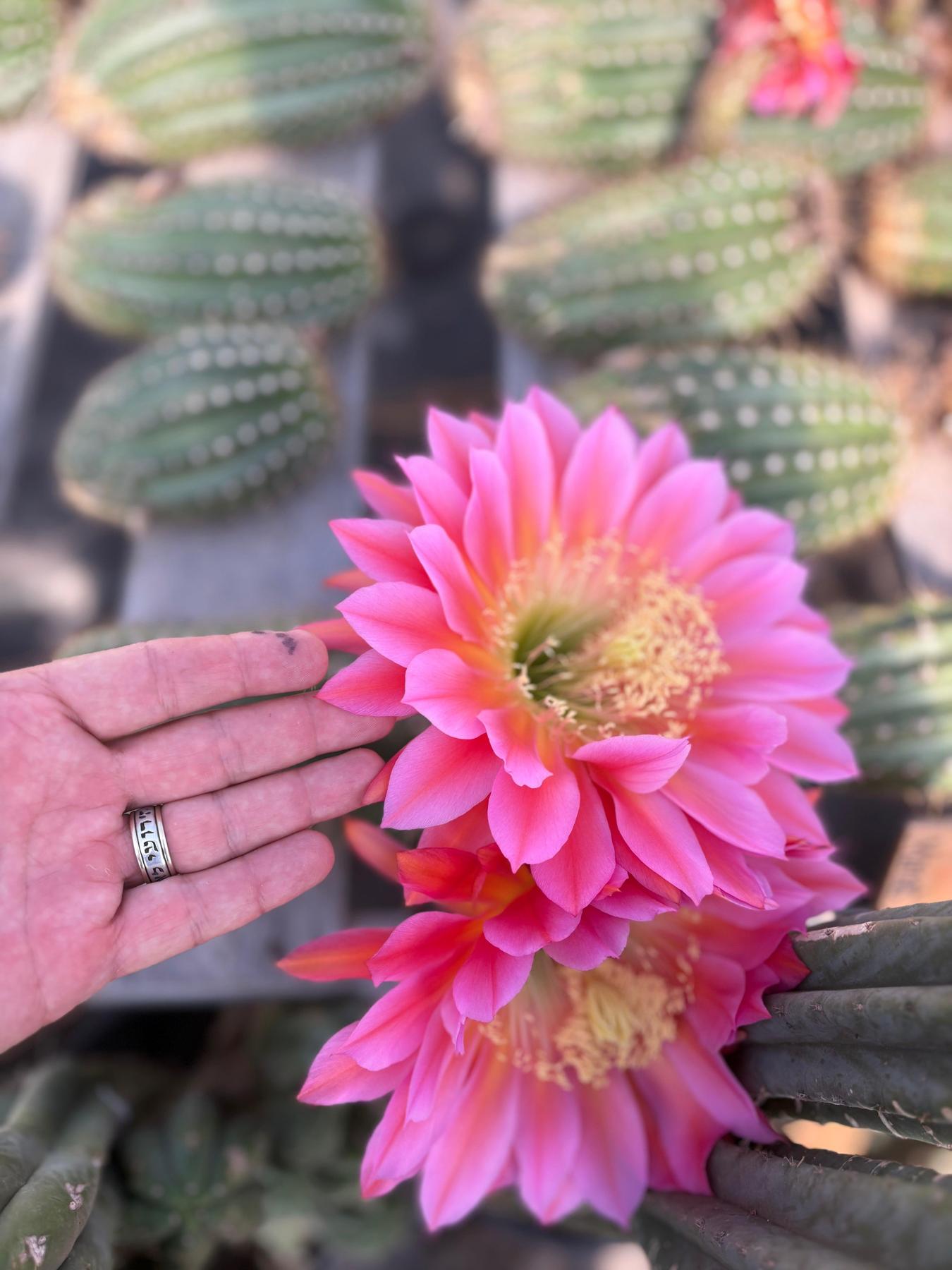 #EC194 EXACT Trichocereus Grandiflorus "Flying Saucer" Ornamental Cactus Cuttings 6-8”-Cactus - Large - Exact-The Succulent Source