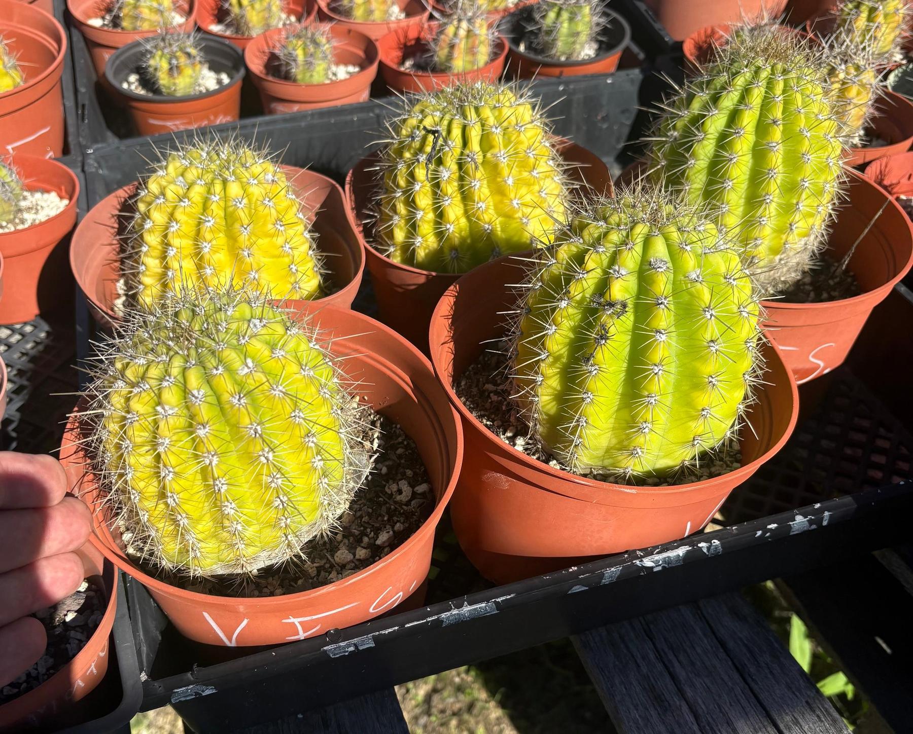 #EC194 Trichocereus Grandiflorus "Flying Saucer" Cactus Cuttings & Potted 5-8”-Cactus - Large - Exact-The Succulent Source