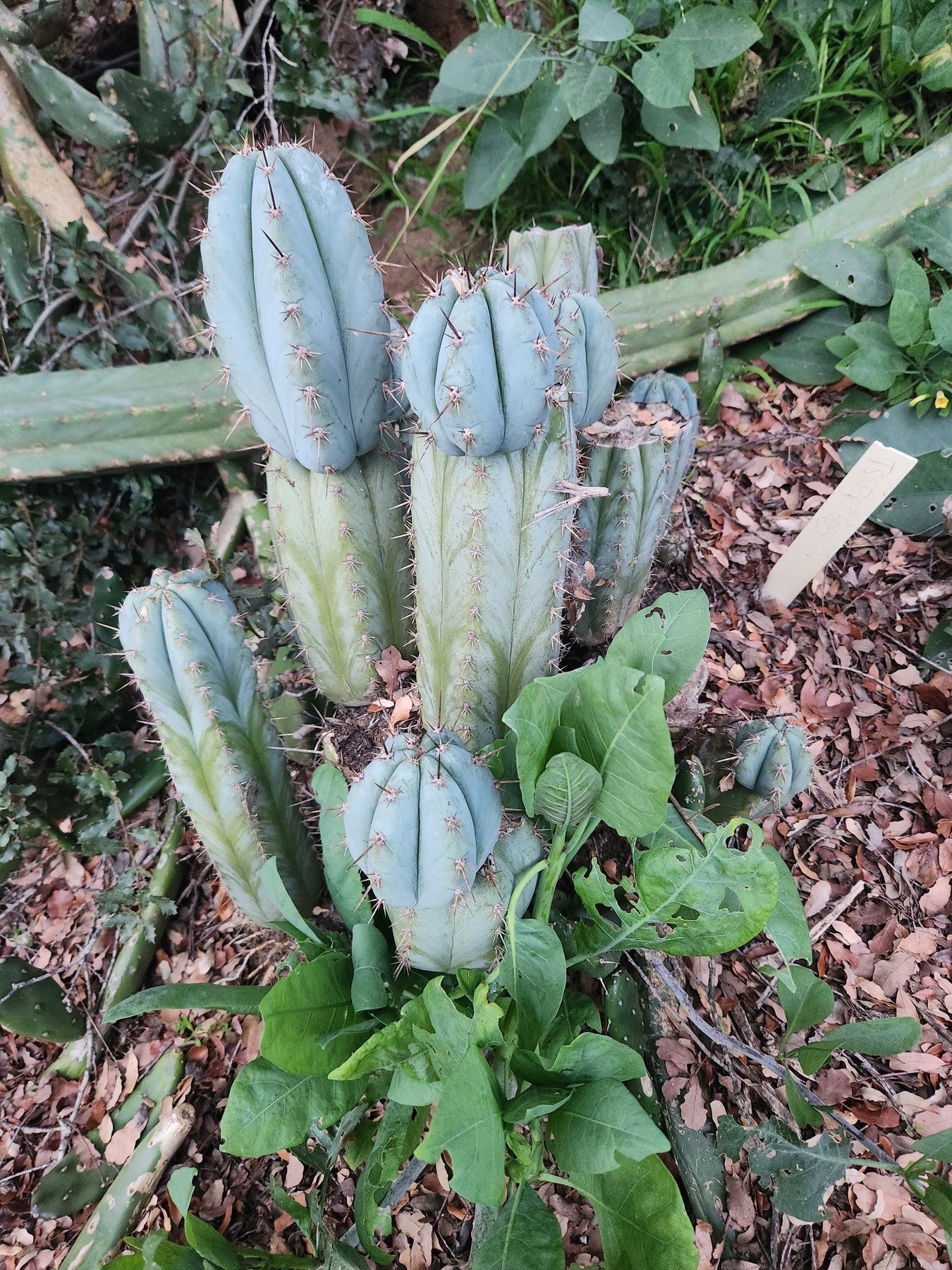 #EC195 EXACT Trichocereus Peruvianus TSS505 Ornamental Cactus Cutting 7-8"-Cactus - Large - Exact-The Succulent Source