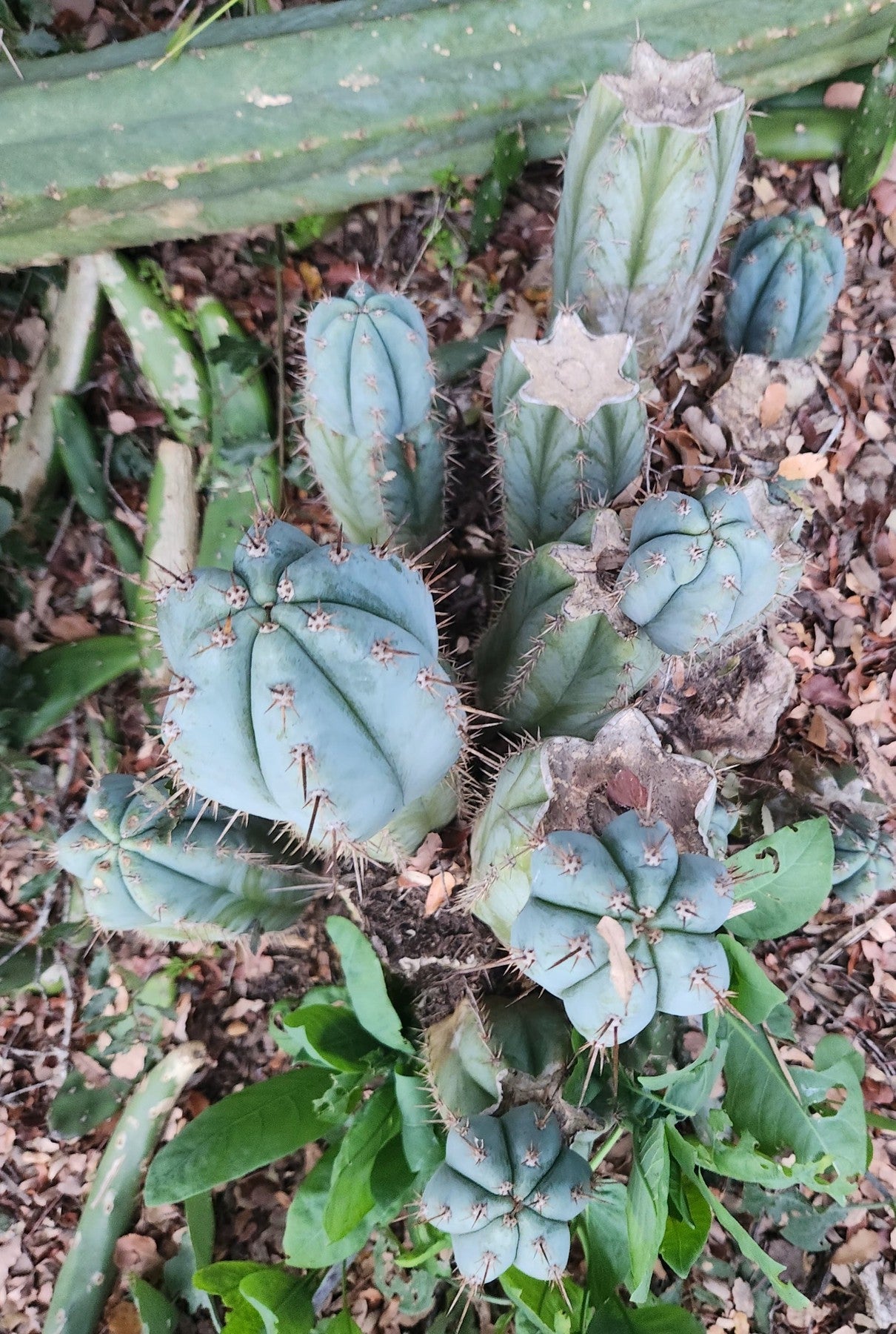 #EC195 EXACT Trichocereus Peruvianus TSS505 Ornamental Cactus Cutting 7-8"-Cactus - Large - Exact-The Succulent Source