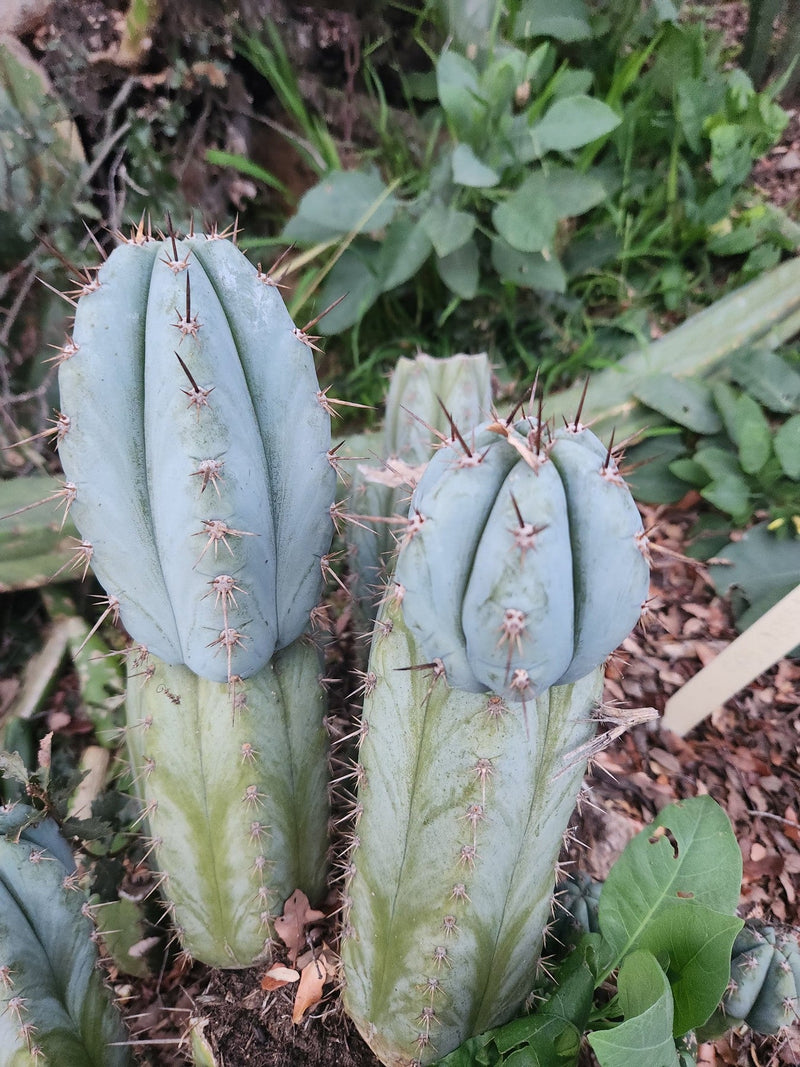#EC195 EXACT Trichocereus Peruvianus TSS505 Ornamental Cactus Cutting 7-8"