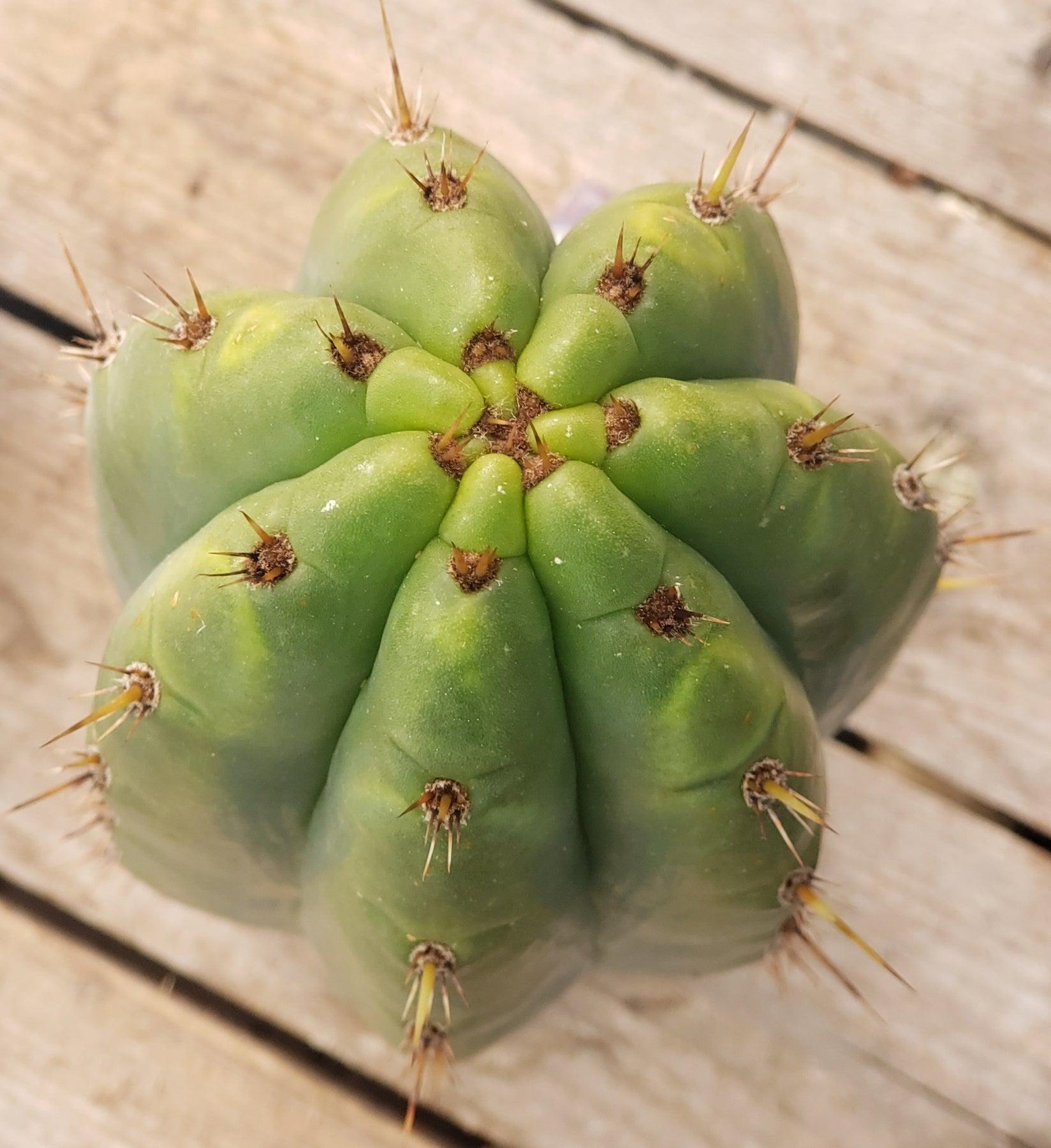 #EC196 EXACT trichocereus Peruvianus "Rancho" Ornamental Cactus Cutting 9.5"-Cactus - Large - Exact-The Succulent Source