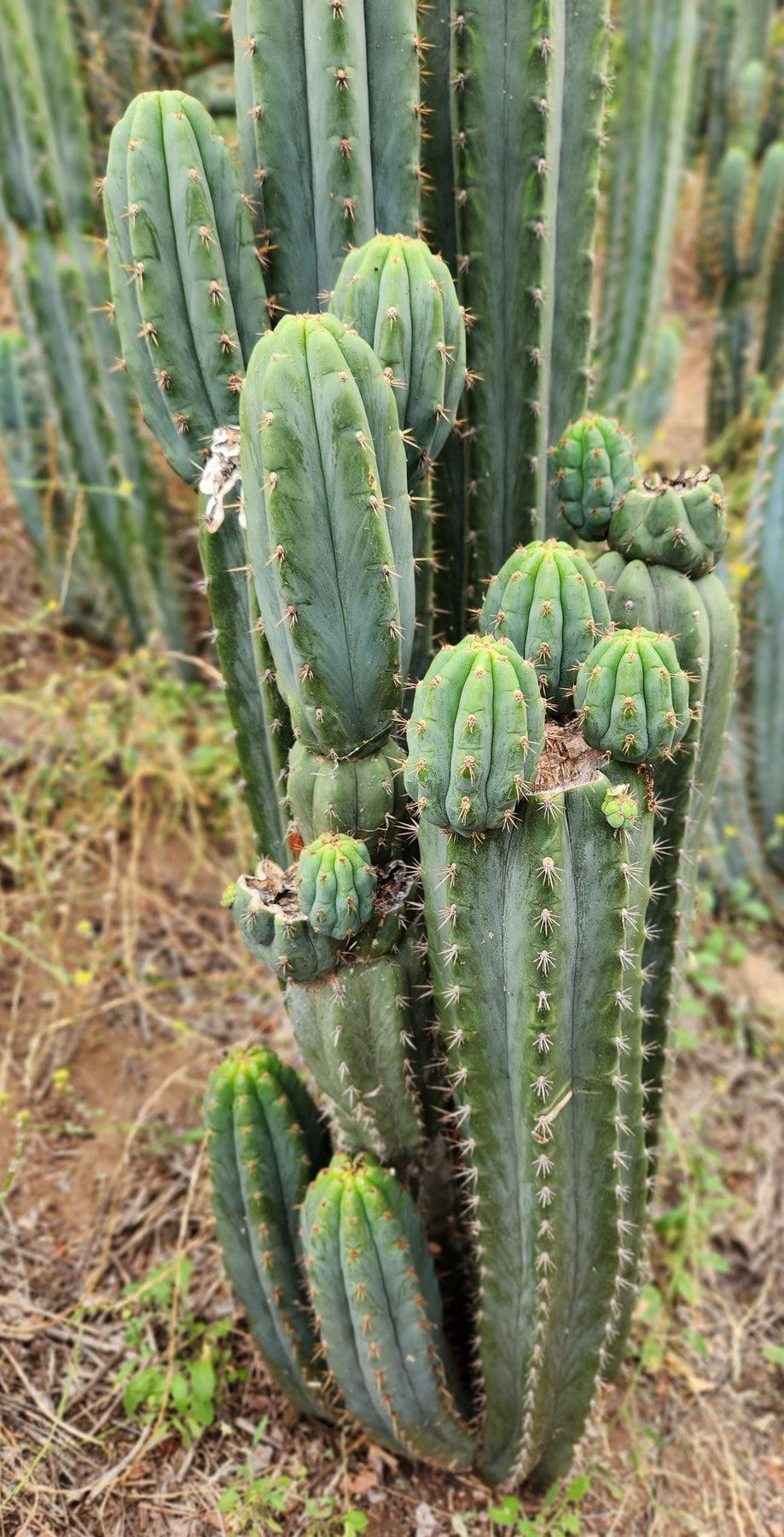 #EC196 EXACT trichocereus Peruvianus "Rancho" Ornamental Cactus Cutting 8-14"-Cactus - Large - Exact-The Succulent Source