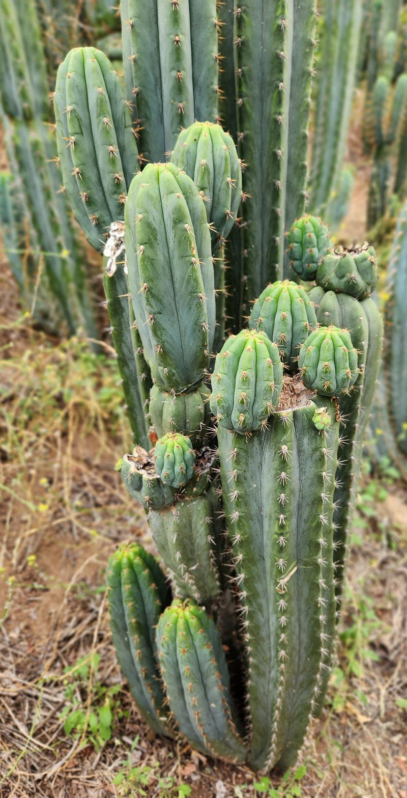 #EC196 EXACT trichocereus Peruvianus "Rancho" Ornamental Cactus Cuttings and Potted