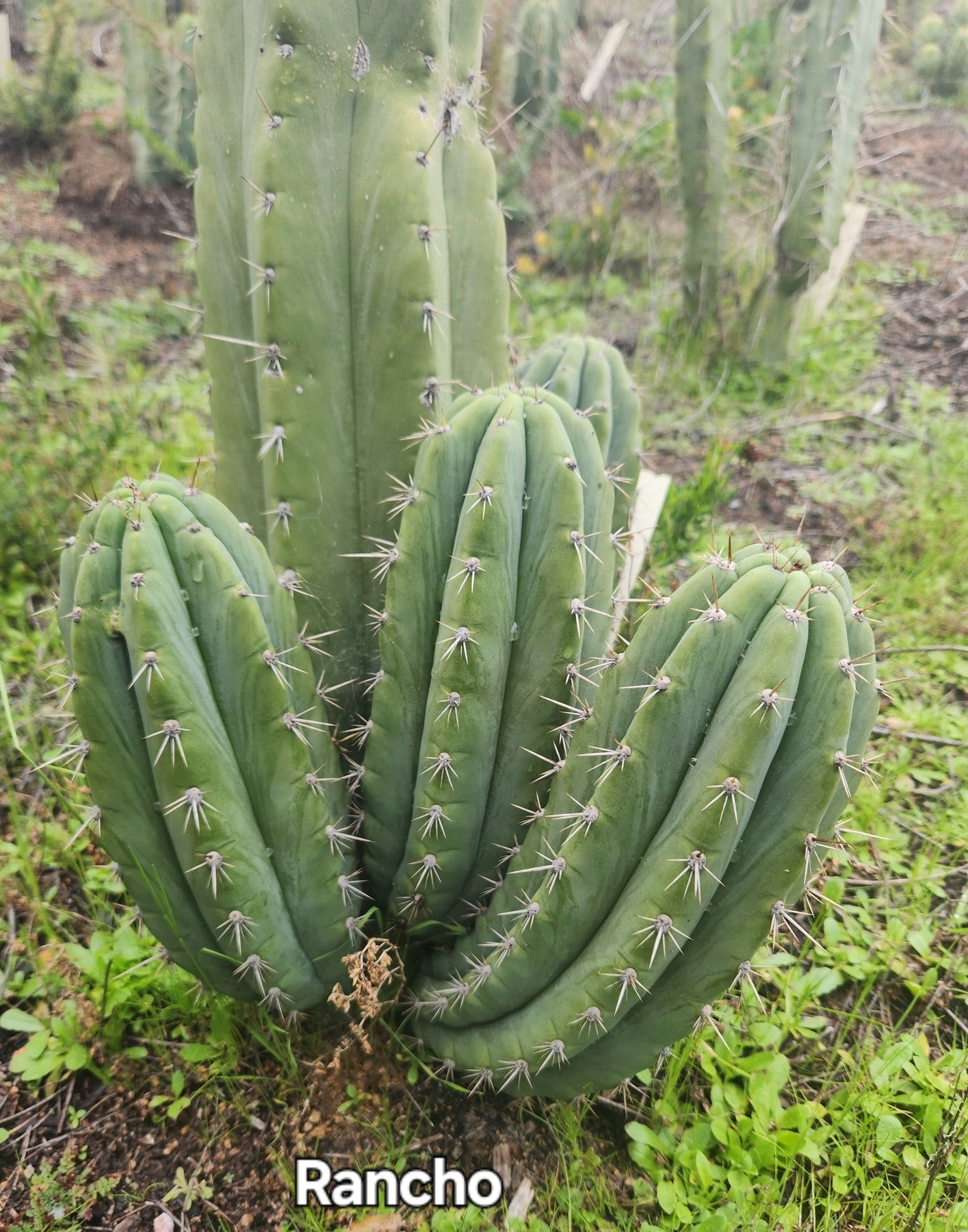 #EC196 EXACT trichocereus Peruvianus "Rancho" Ornamental Cactus Cuttings and Potted-Cactus - Large - Exact-The Succulent Source