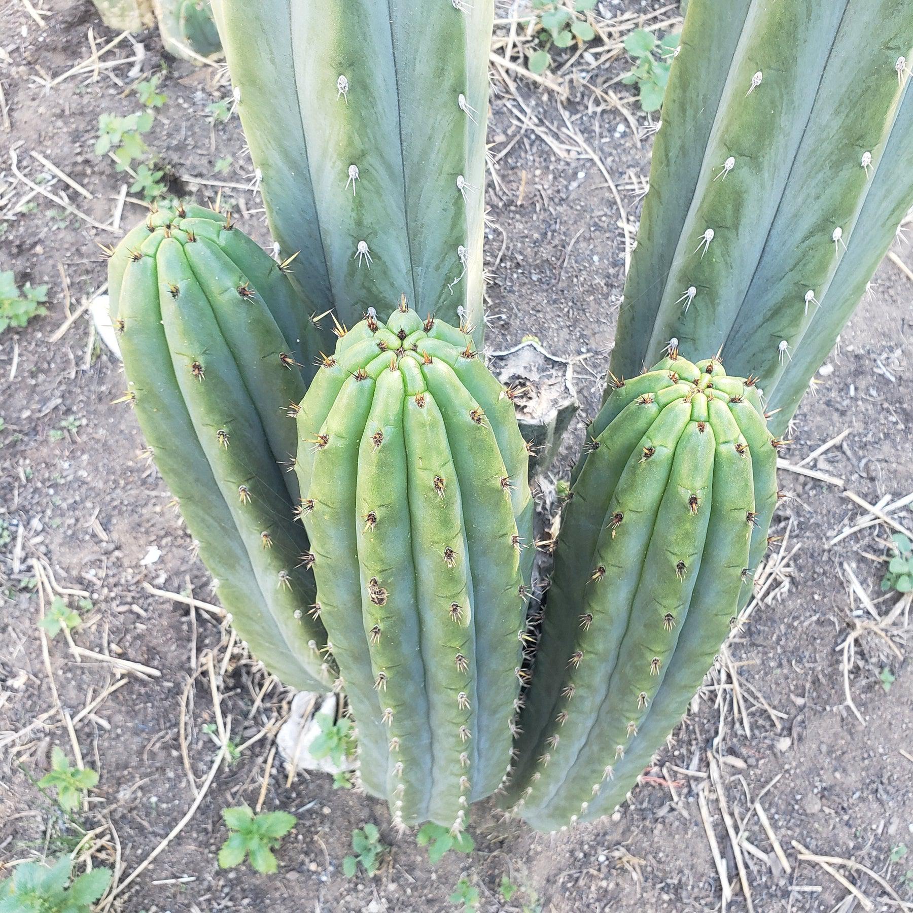 #EC196 EXACT trichocereus Peruvianus "Rancho" Ornamental Cactus 9"-Cactus - Large - Exact-The Succulent Source