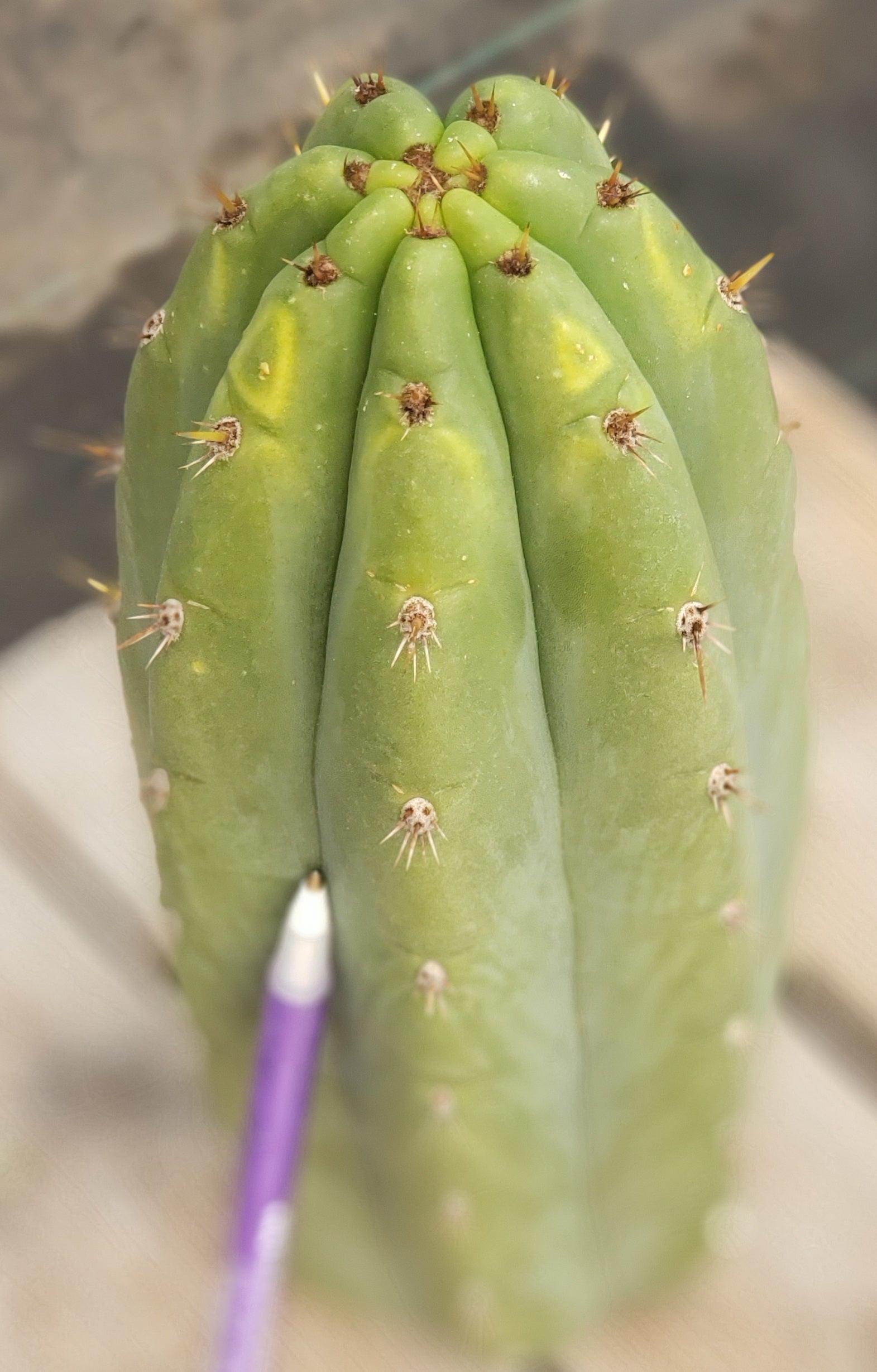 #EC196 EXACT trichocereus Peruvianus "Rancho" Ornamental Cactus Cutting 9.5"-Cactus - Large - Exact-The Succulent Source