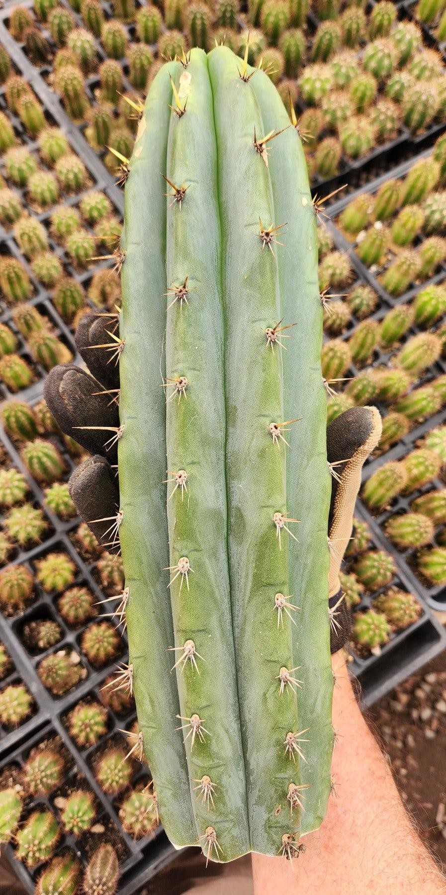 #EC196 EXACT trichocereus Peruvianus "Rancho" Ornamental Cactus Cutting 8-14"-Cactus - Large - Exact-The Succulent Source