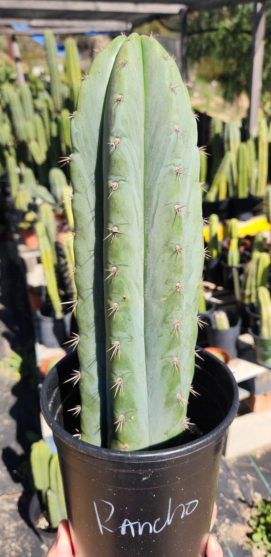 #EC196 EXACT trichocereus Peruvianus "Rancho" Ornamental Cactus Cuttings and Potted-Cactus - Large - Exact-The Succulent Source