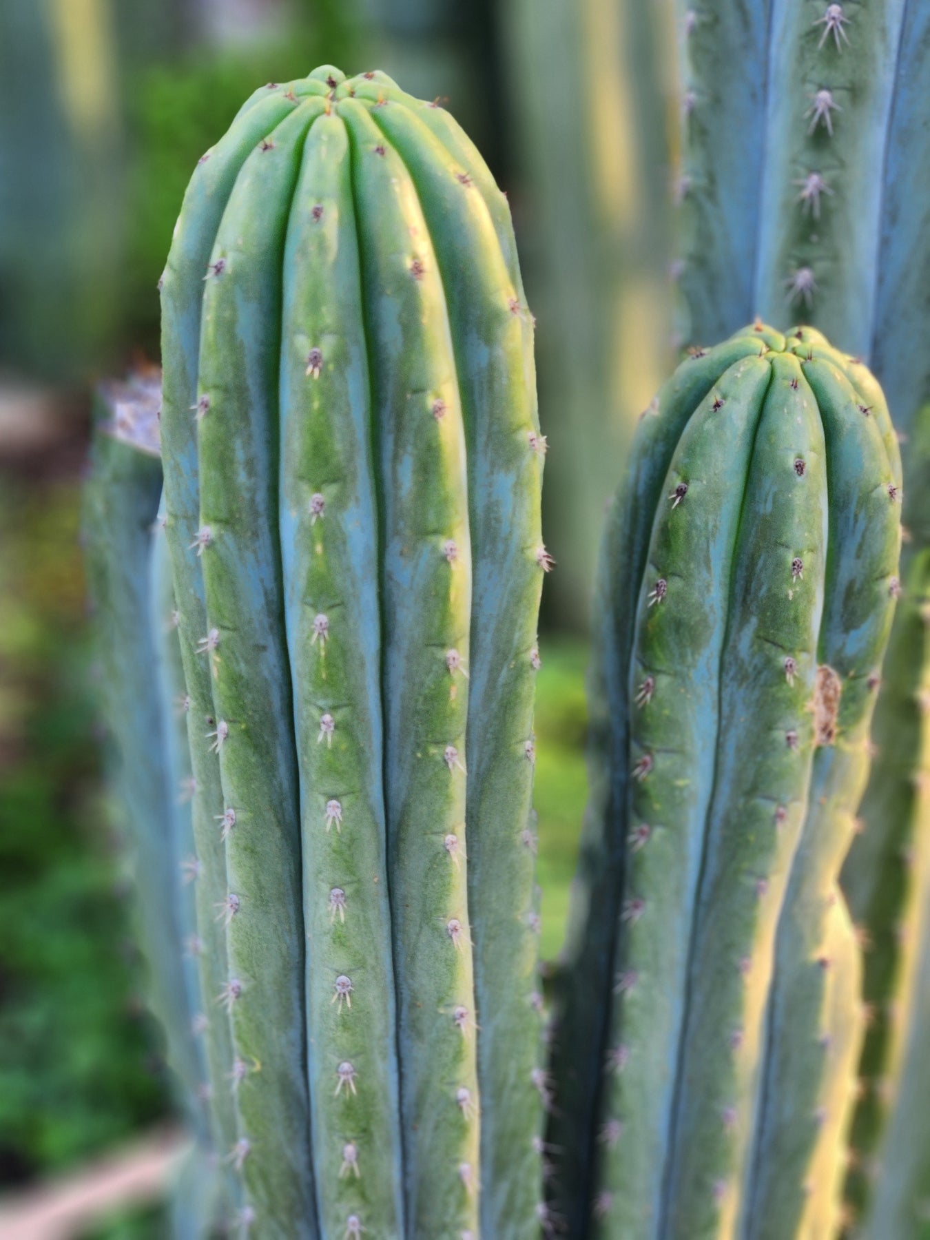 #EC196 EXACT trichocereus Peruvianus "Rancho" Ornamental Cactus Cutting 7-8"-Cactus - Large - Exact-The Succulent Source