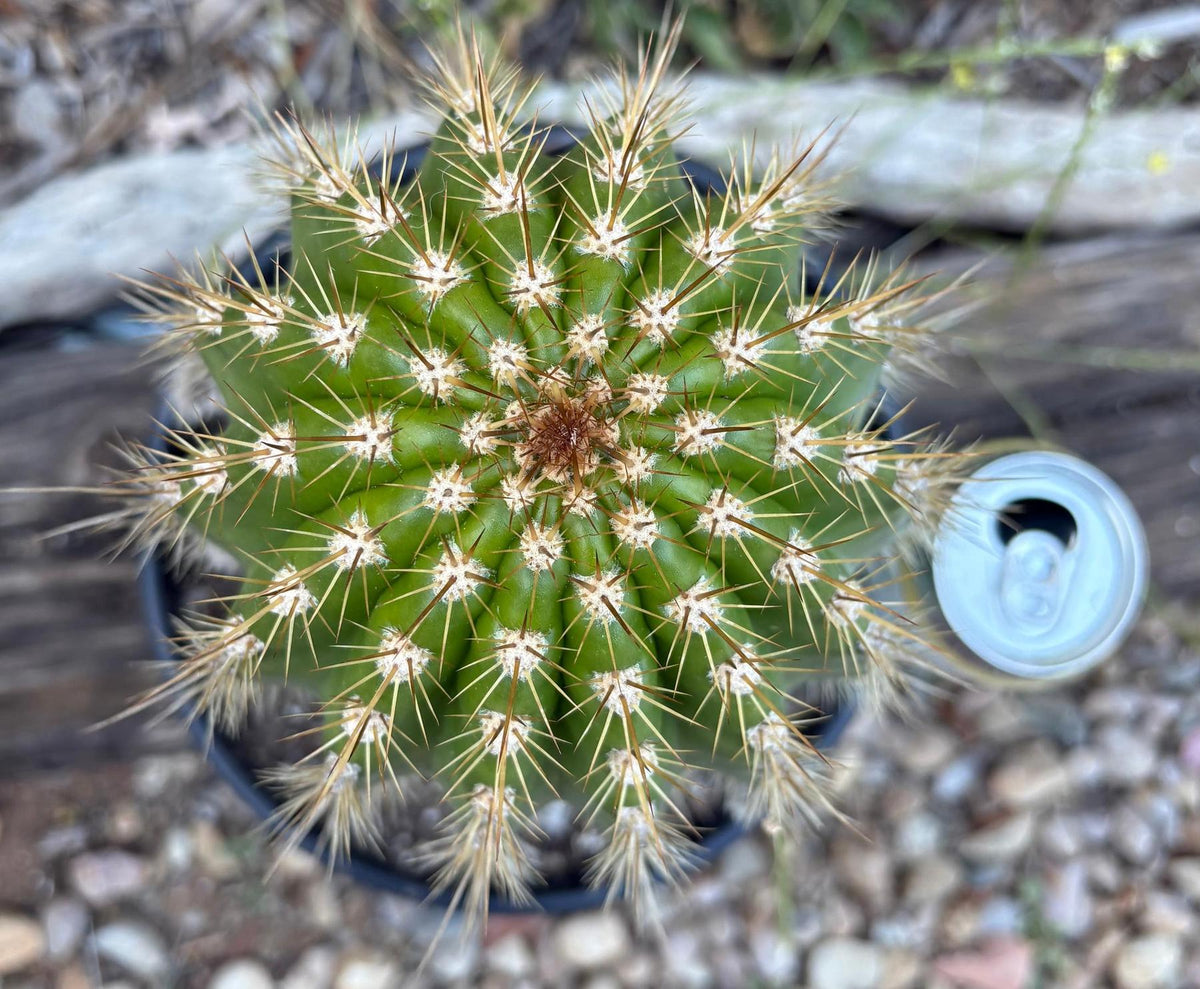 #EC197 EXACT Giant Trichocereus Grandiflorus Hybrid Flying Saucer Potted Cactus-Cactus - Large - Exact-The Succulent Source