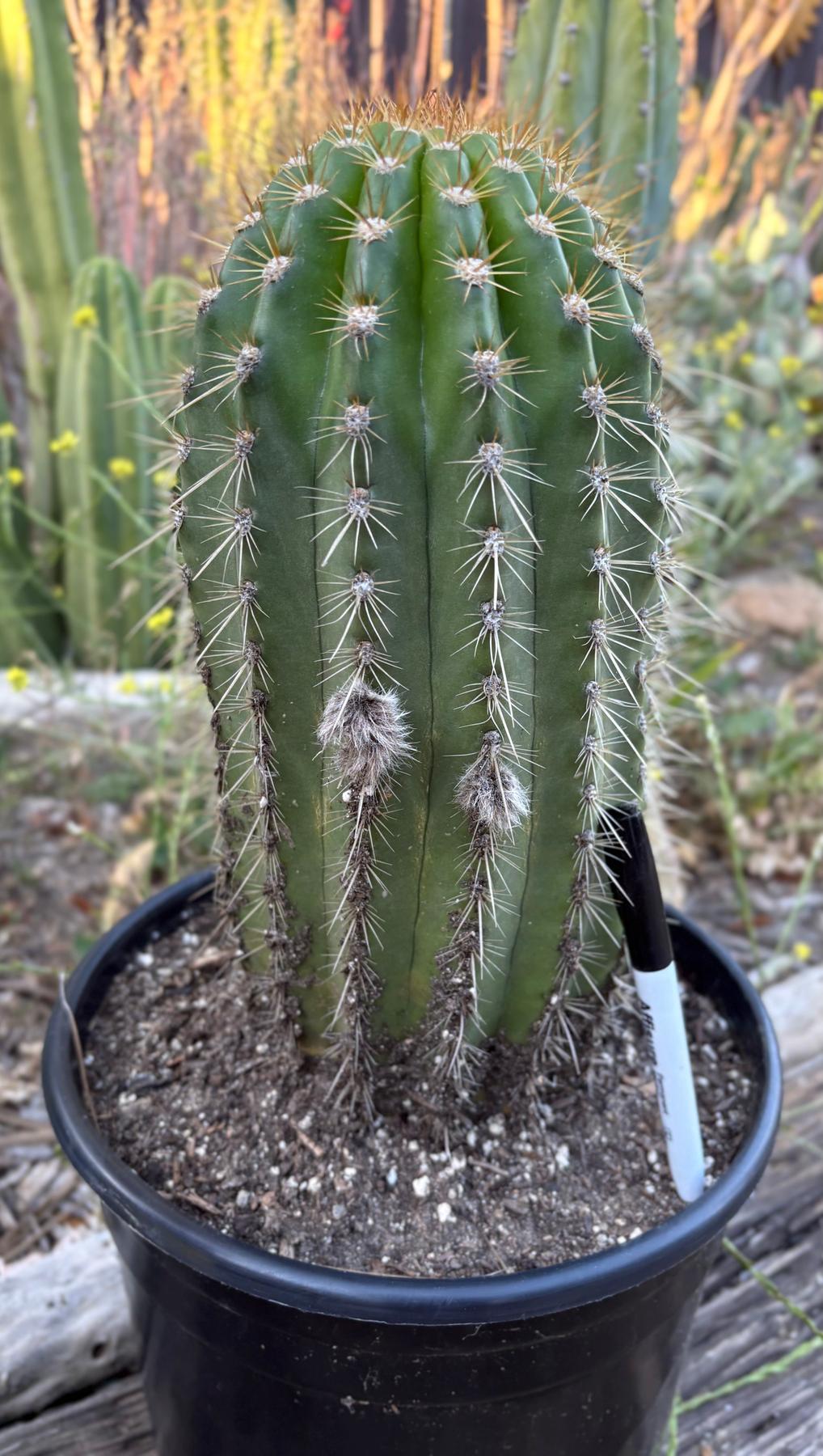 #EC197 EXACT Giant Trichocereus Grandiflorus Hybrid Flying Saucer Potted Cactus-Cactus - Large - Exact-The Succulent Source