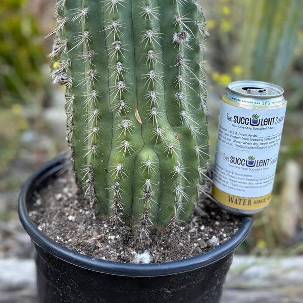 San Pedro Cactus for Sale Trichocereus - #EC197 EXACT Giant