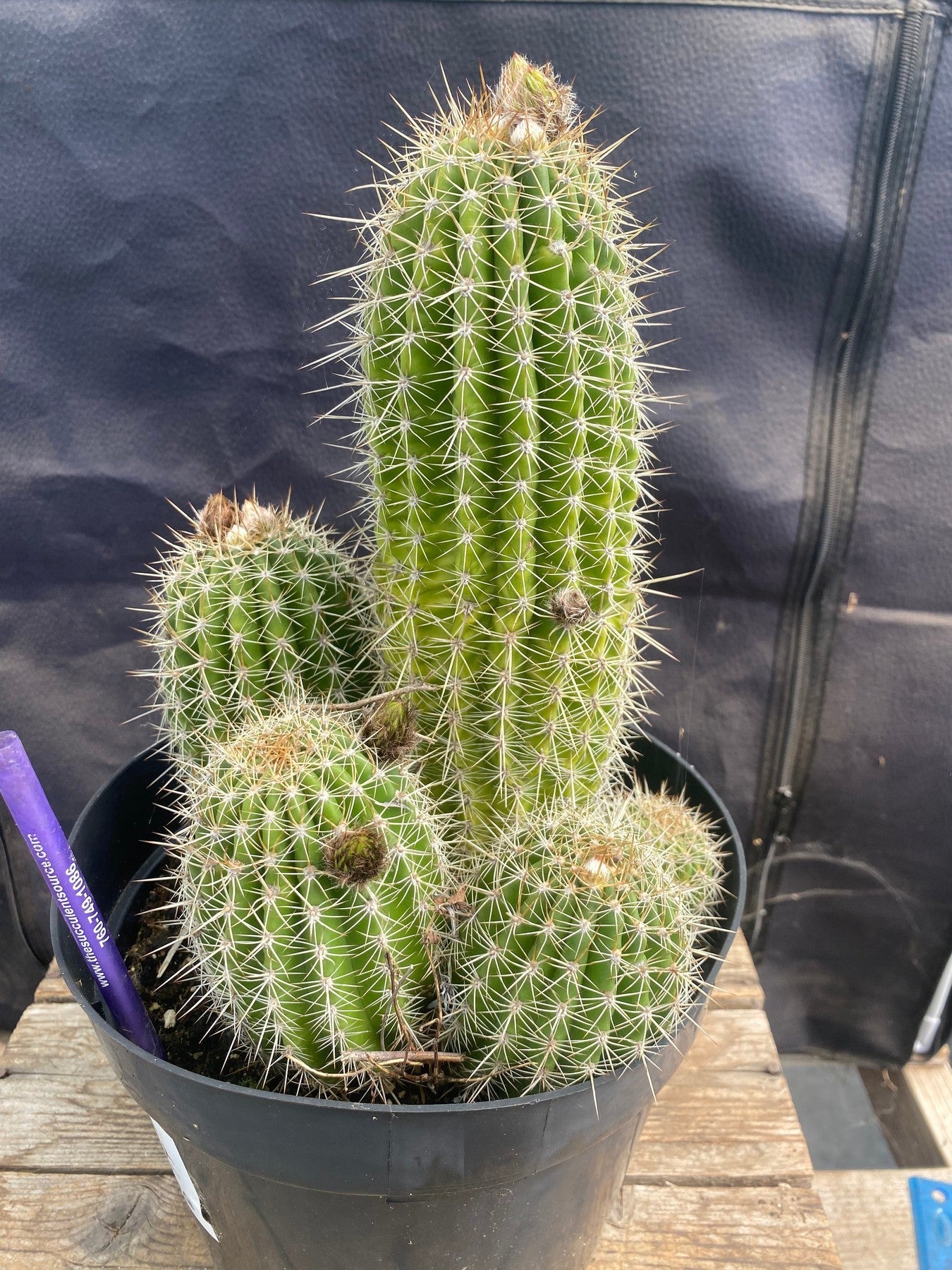 #EC197 EXACT Trichocereus Grandiflorus Hybrid Ornamental Cactus-Cactus - Large - Exact-The Succulent Source