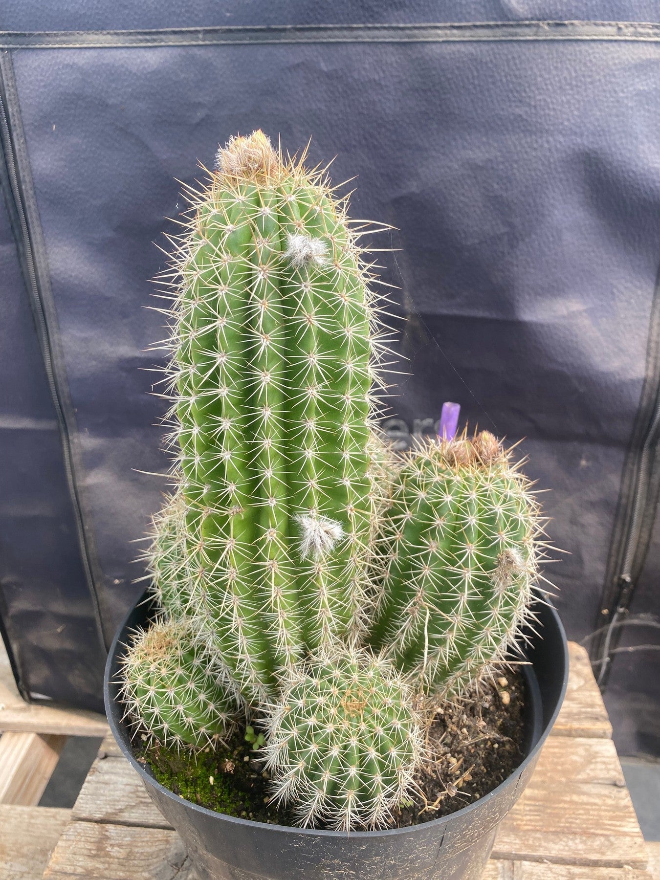 #EC197 EXACT Trichocereus Grandiflorus Hybrid Ornamental Cactus-Cactus - Large - Exact-The Succulent Source