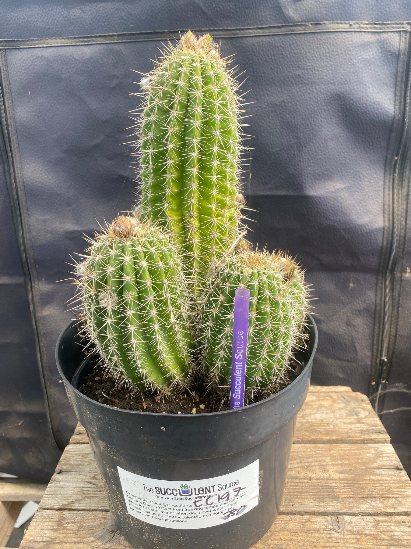 #EC197 EXACT Trichocereus Grandiflorus Hybrid Ornamental Cactus-Cactus - Large - Exact-The Succulent Source