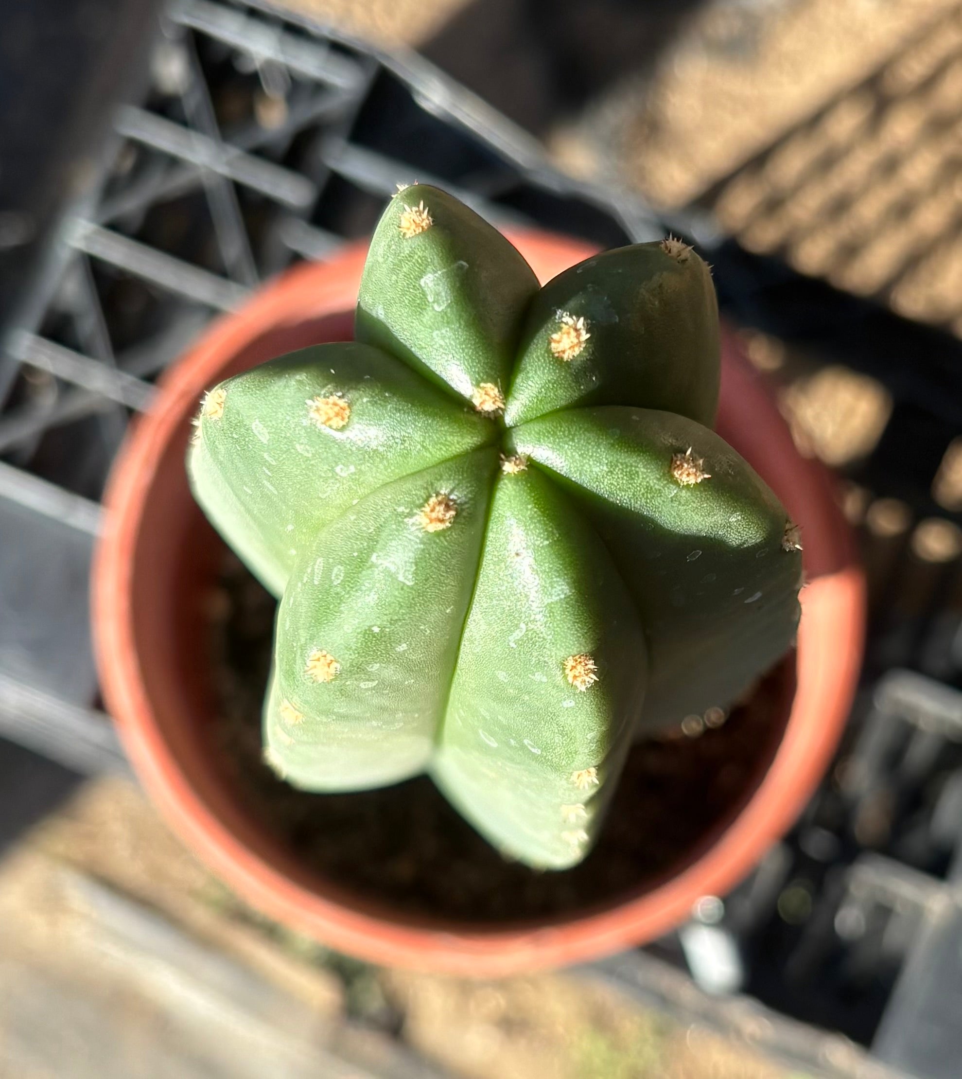 #EC199 EXACT Trichocereus Scopulicola Hulk X Scop Woolunda Cactus 15”-Cactus - Large - Exact-The Succulent Source