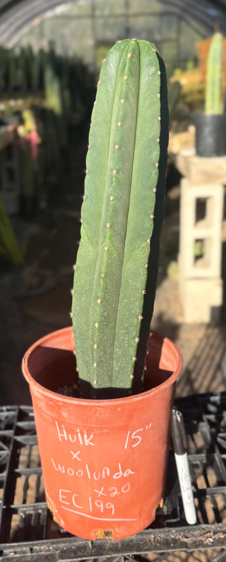 #EC199 EXACT Trichocereus Scopulicola Hulk X Scop Woolunda Cactus 15”-Cactus - Large - Exact-The Succulent Source