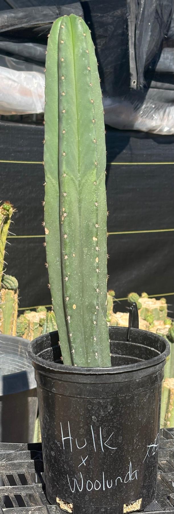 #EC199 EXACT Trichocereus Scopulicola Hulk X Scop Woolunda Cactus 17”-Cactus - Large - Exact-The Succulent Source