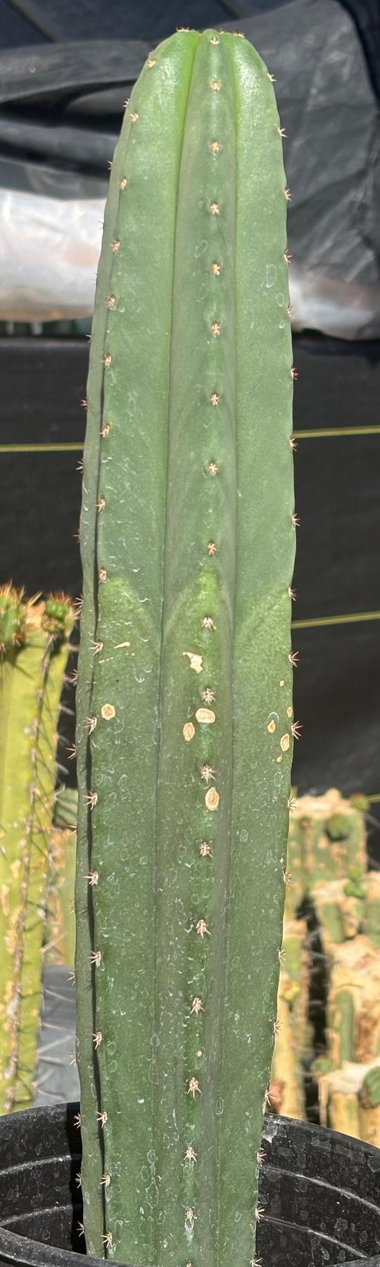 #EC199 EXACT Trichocereus Scopulicola Hulk X Scop Woolunda Cactus 17”-Cactus - Large - Exact-The Succulent Source