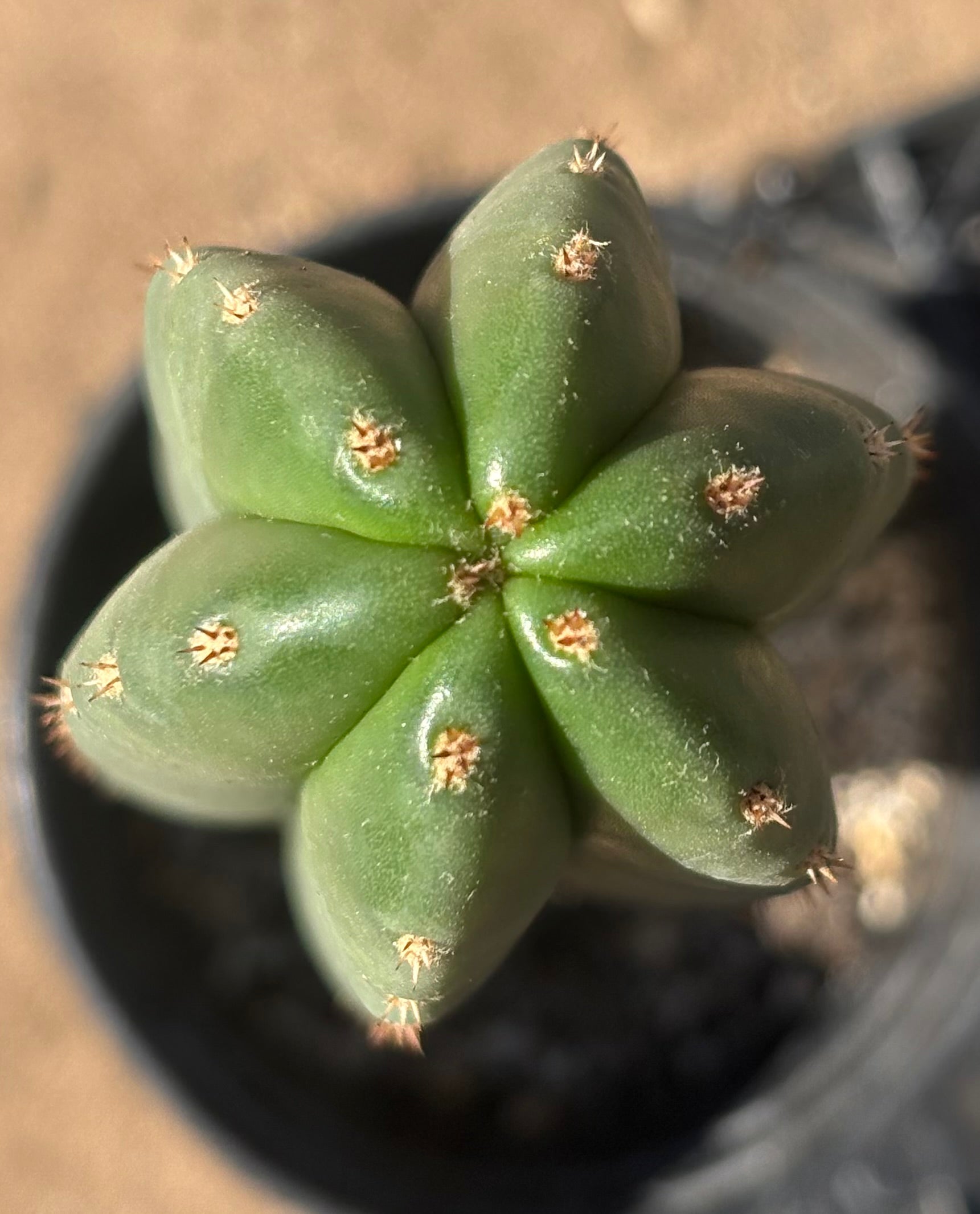 #EC199 EXACT Trichocereus Scopulicola Hulk X Scop Woolunda Cactus 17”-Cactus - Large - Exact-The Succulent Source