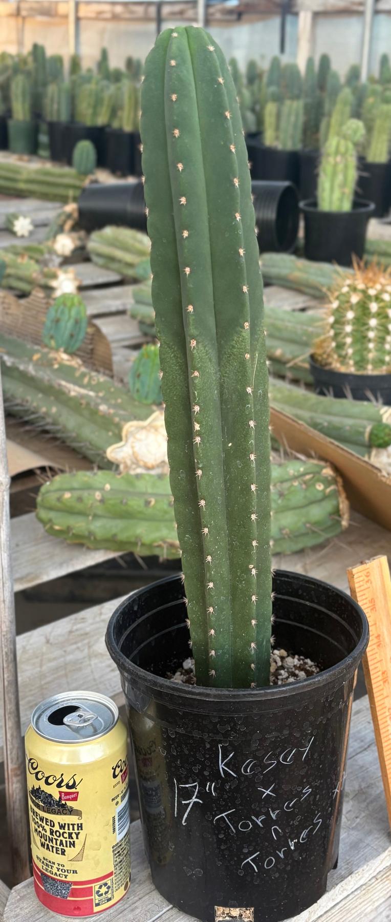 #EC199 EXACT Trichocereus Scopulicola Kesey X Pachanoi Torres n Torres Cactus 17”-Cactus - Large - Exact-The Succulent Source