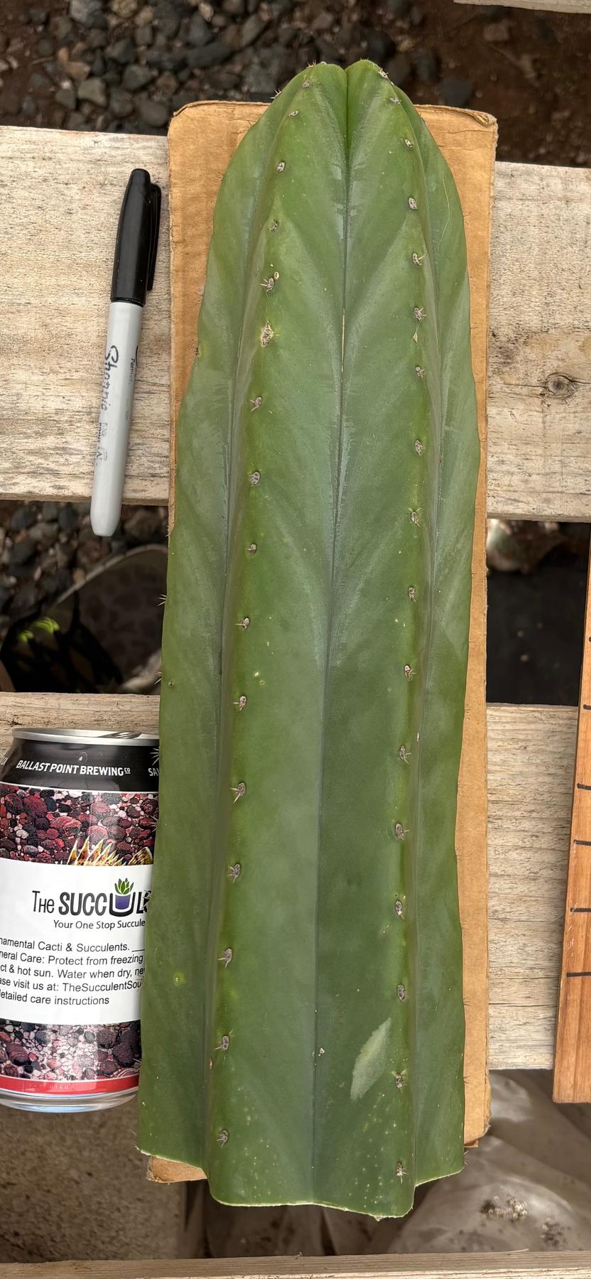 cactus s.a. #EC199 EXACT Trichocereus Scopulicola X Pachanoi Oscar Cactus Cutting 14.5”