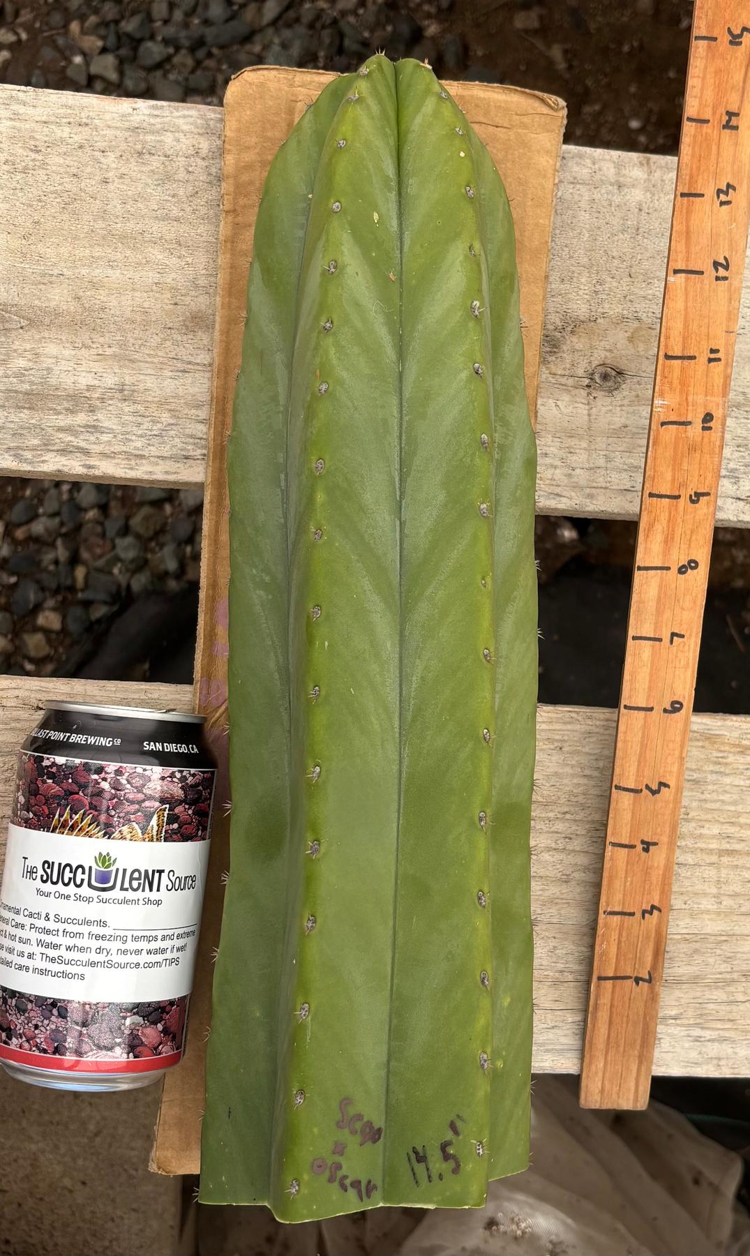 #EC199 EXACT Trichocereus Scopulicola X Pachanoi Oscar Cactus Cutting 14.5”-Cactus - Large - Exact-The Succulent Source