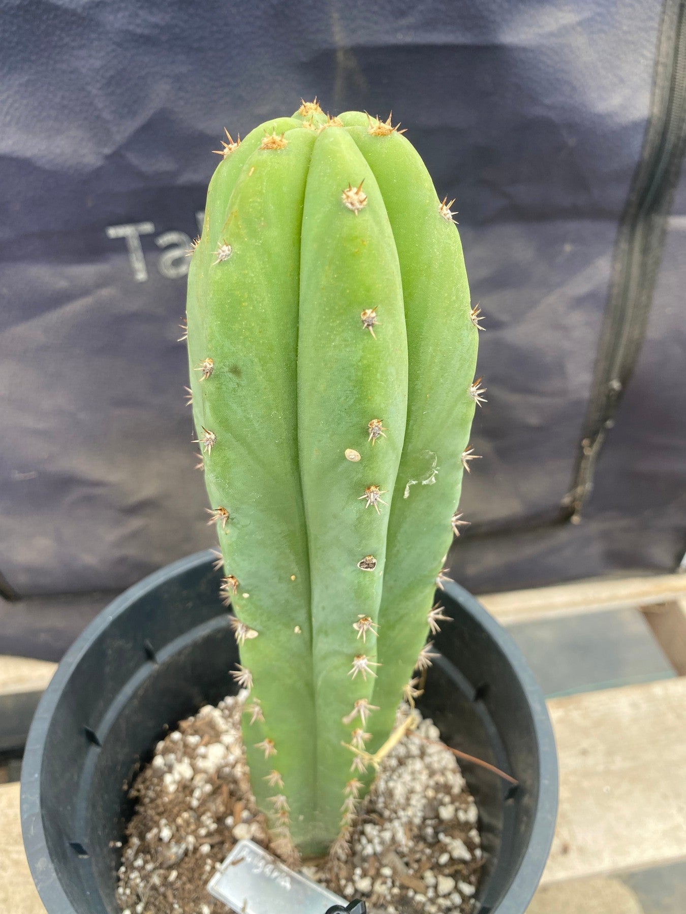 #EC199 EXACT Trichocereus Scopulicola X Peru Rosei #1 Cactus 11.5”-Cactus - Large - Exact-The Succulent Source