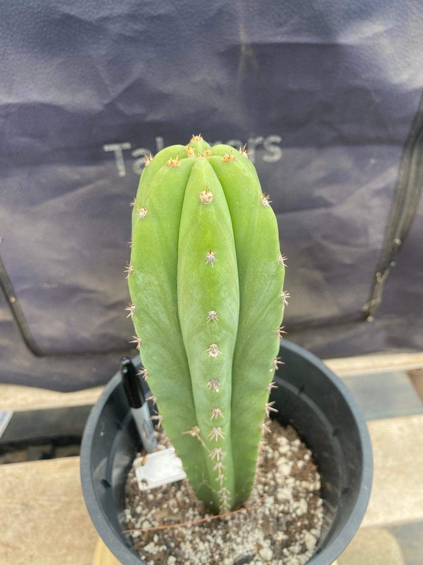 #EC199 EXACT Trichocereus Scopulicola X Peru Rosei #1 Cactus 11.5”-Cactus - Large - Exact-The Succulent Source