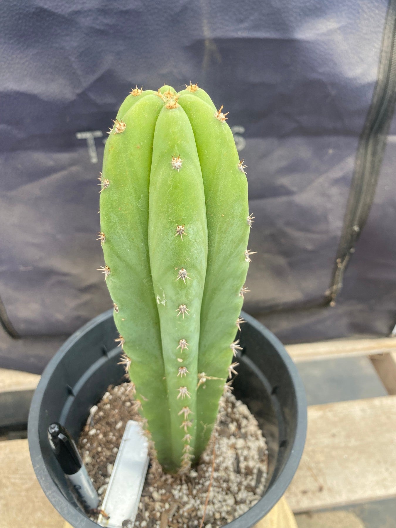 #EC199 EXACT Trichocereus Scopulicola X Peru Rosei #1 Cactus 11.5”-Cactus - Large - Exact-The Succulent Source