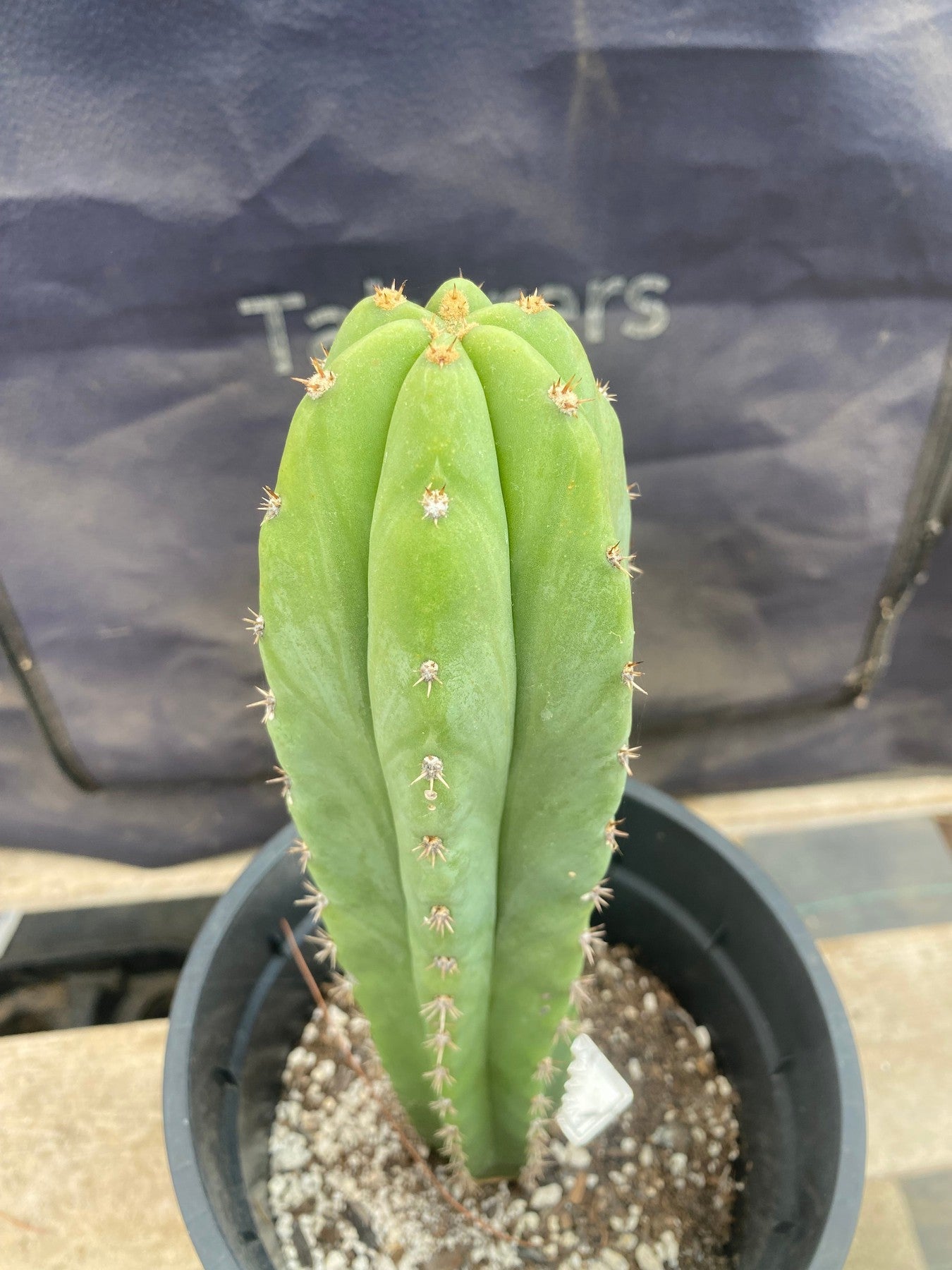 #EC199 EXACT Trichocereus Scopulicola X Peru Rosei #1 Cactus 11.5”-Cactus - Large - Exact-The Succulent Source