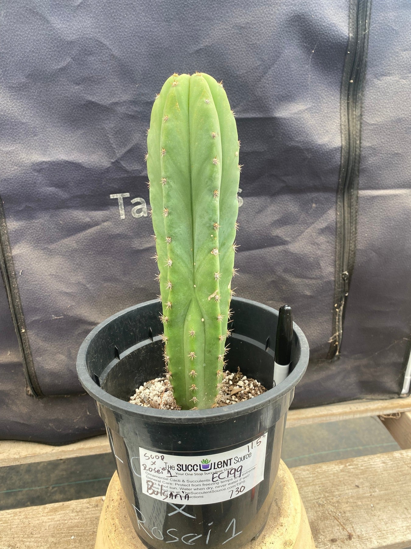 #EC199 EXACT Trichocereus Scopulicola X Peru Rosei #1 Cactus 11.5”-Cactus - Large - Exact-The Succulent Source