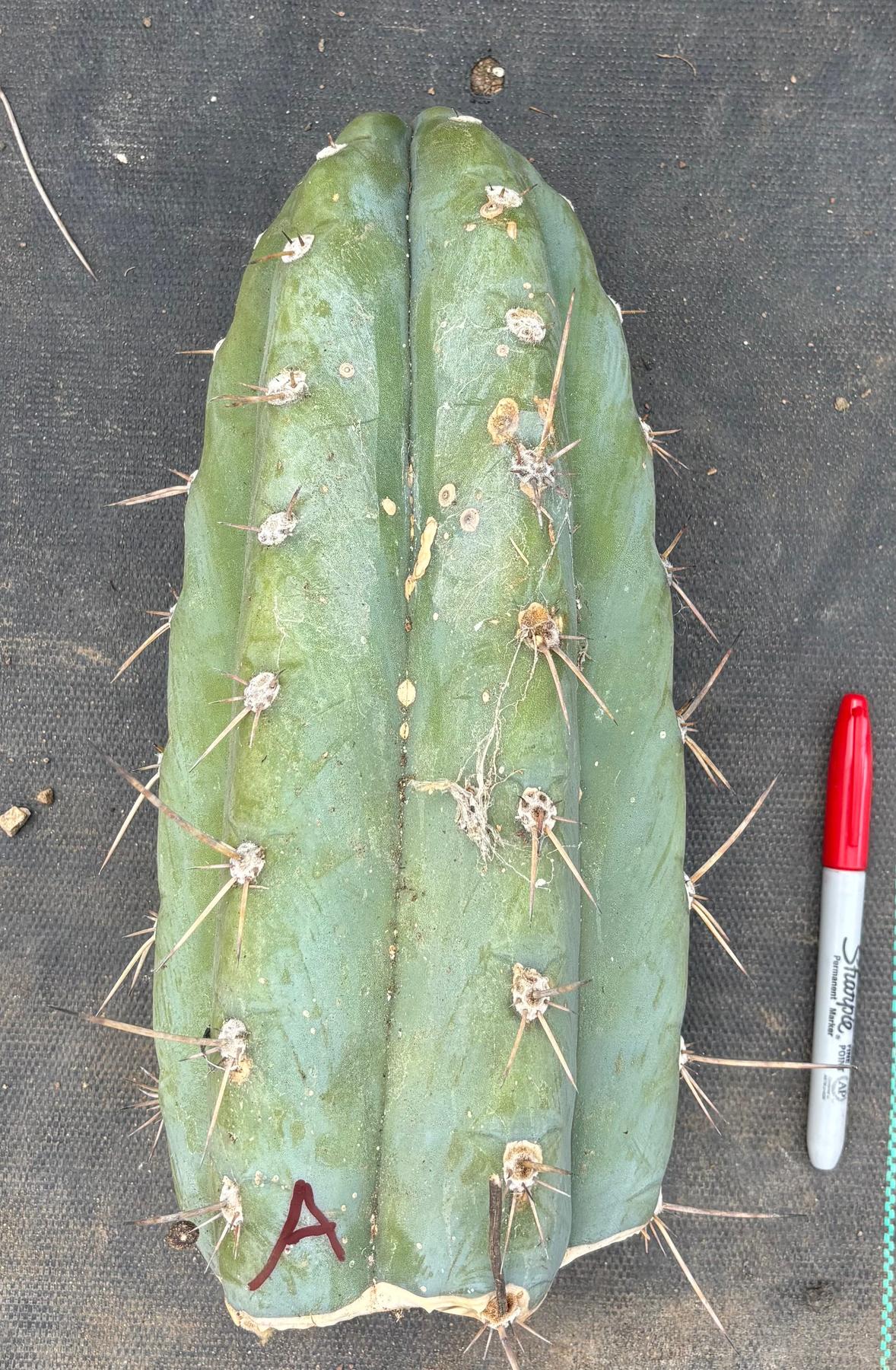 #EC20 EXACT Trichocereus Peruvianus TSSBP Blue Peru Cactus Cutting 12"-Cactus - Large - Exact-The Succulent Source