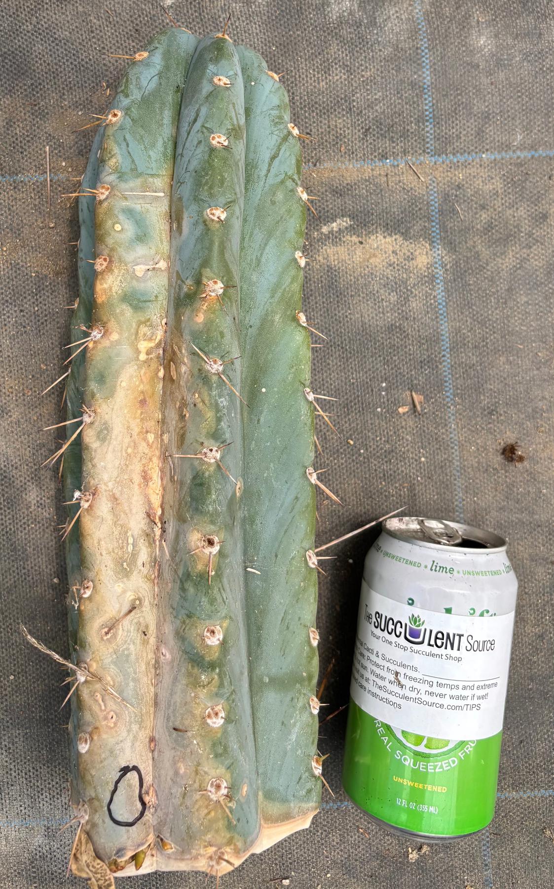 #EC20 EXACT Trichocereus Peruvianus TSSBP Blue Peru Cactus Cutting 12"-Cactus - Large - Exact-The Succulent Source