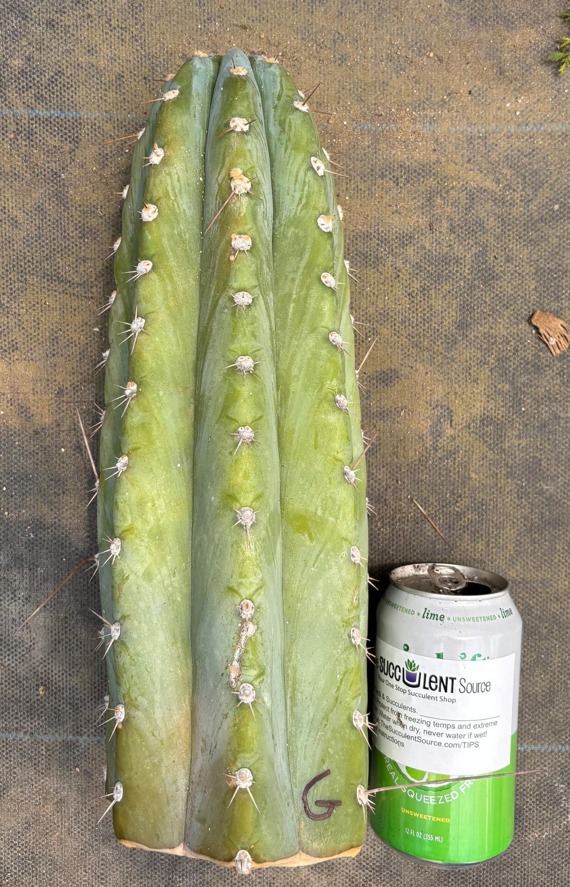 #EC20 EXACT Trichocereus Peruvianus TSSBP Blue Peru Cactus Cutting 12"-Cactus - Large - Exact-The Succulent Source