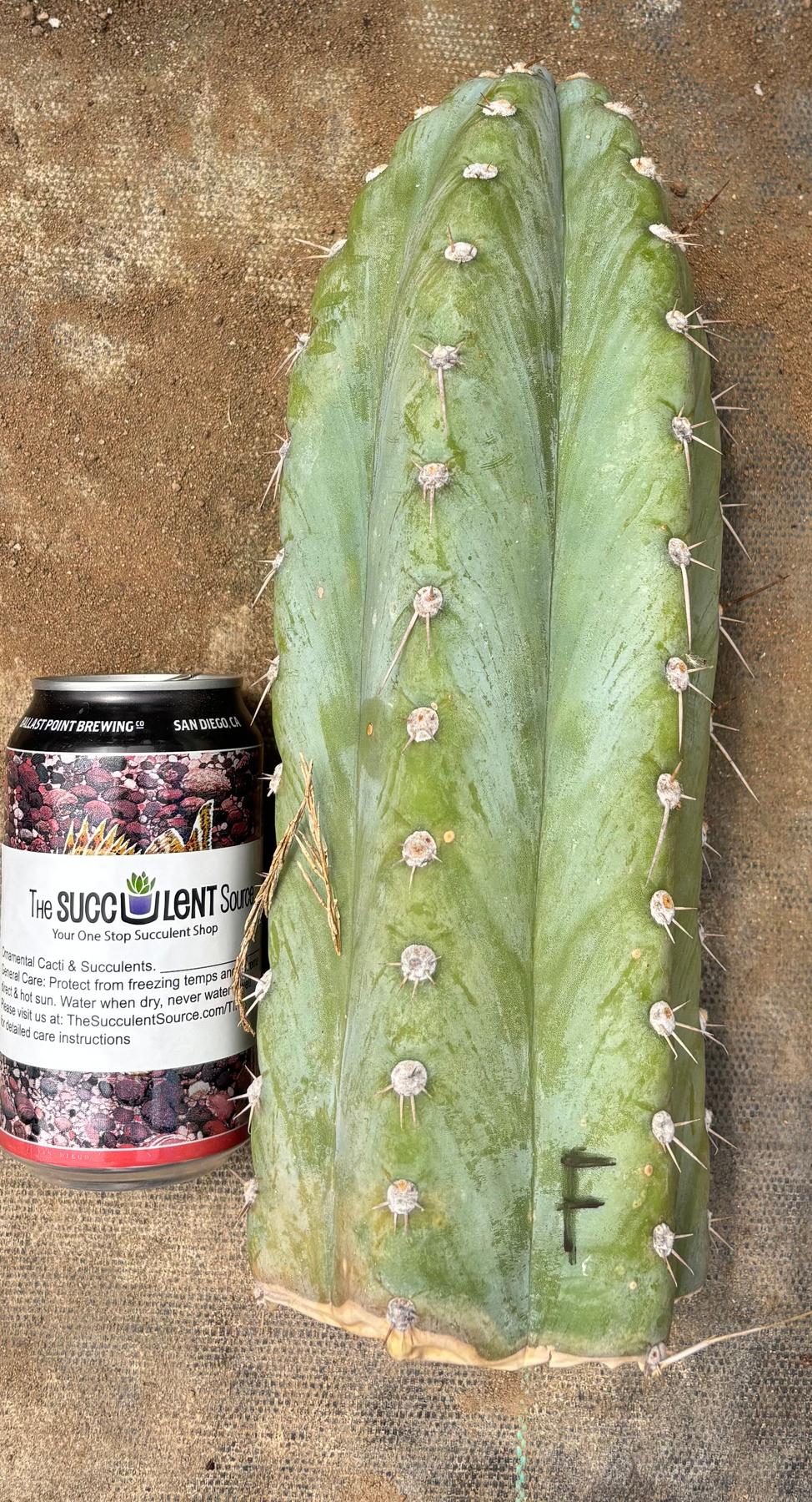 #EC20 EXACT Trichocereus Peruvianus TSSBP Blue Peru Cactus Cutting 12"-Cactus - Large - Exact-The Succulent Source