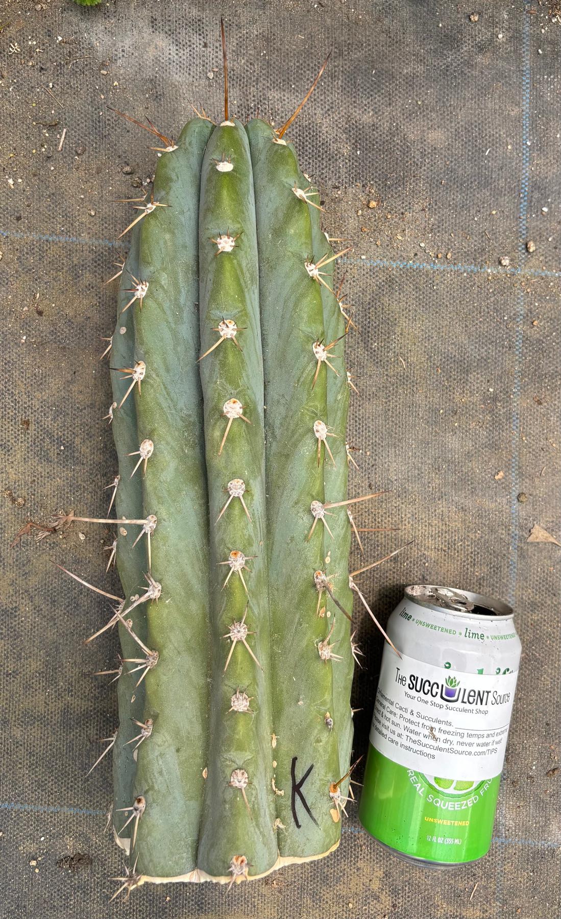 #EC20 EXACT Trichocereus Peruvianus TSSBP Blue Peru Cactus Cutting 12"-Cactus - Large - Exact-The Succulent Source