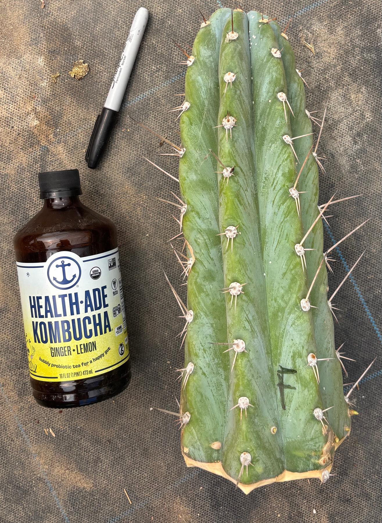 #EC20 EXACT TLC Special Trichocereus Peruvianus TSSBP Blue Peru Cactus Cuttings-Cactus - Large - Exact-The Succulent Source