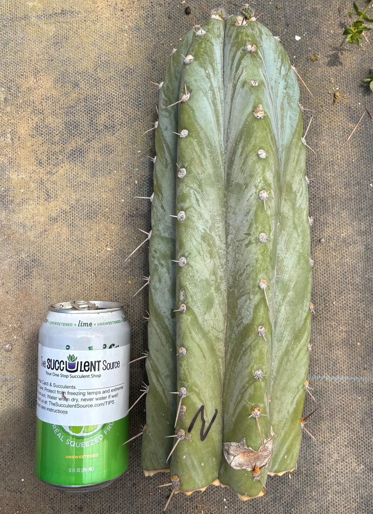#EC20 EXACT Trichocereus Peruvianus TSSBP Blue Peru Cactus Cutting 12"-Cactus - Large - Exact-The Succulent Source