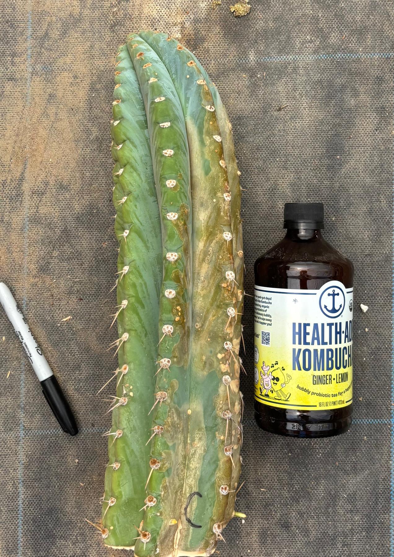 #EC20 EXACT TLC Special Trichocereus Peruvianus TSSBP Blue Peru Cactus Cuttings-Cactus - Large - Exact-The Succulent Source