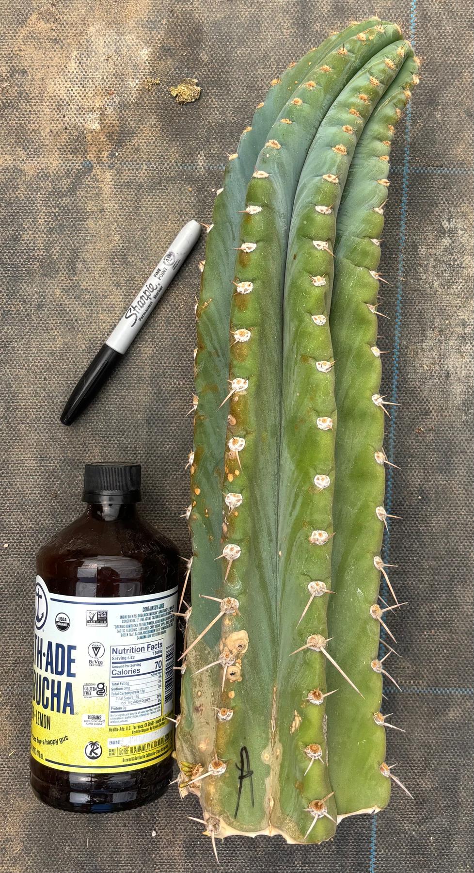 #EC20 EXACT TLC Special Trichocereus Peruvianus TSSBP Blue Peru Cactus Cuttings-Cactus - Large - Exact-The Succulent Source