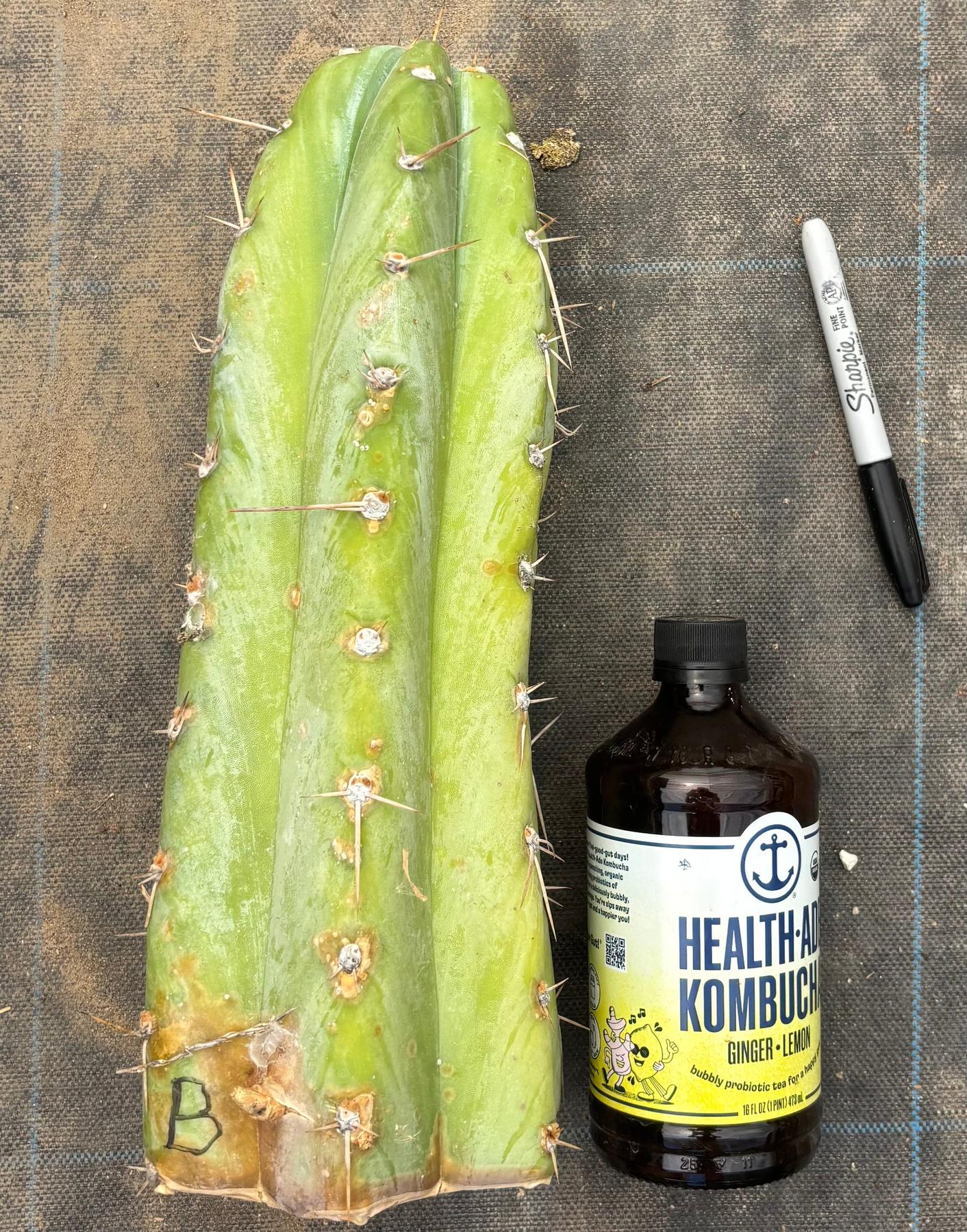 #EC20 EXACT TLC Special Trichocereus Peruvianus TSSBP Blue Peru Cactus Cuttings-Cactus - Large - Exact-The Succulent Source