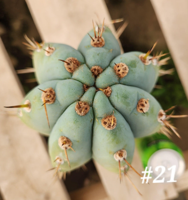 #EC20 EXACT Trichocereus Peruvianus TSS Blue Peru Cactus Cutting 12"