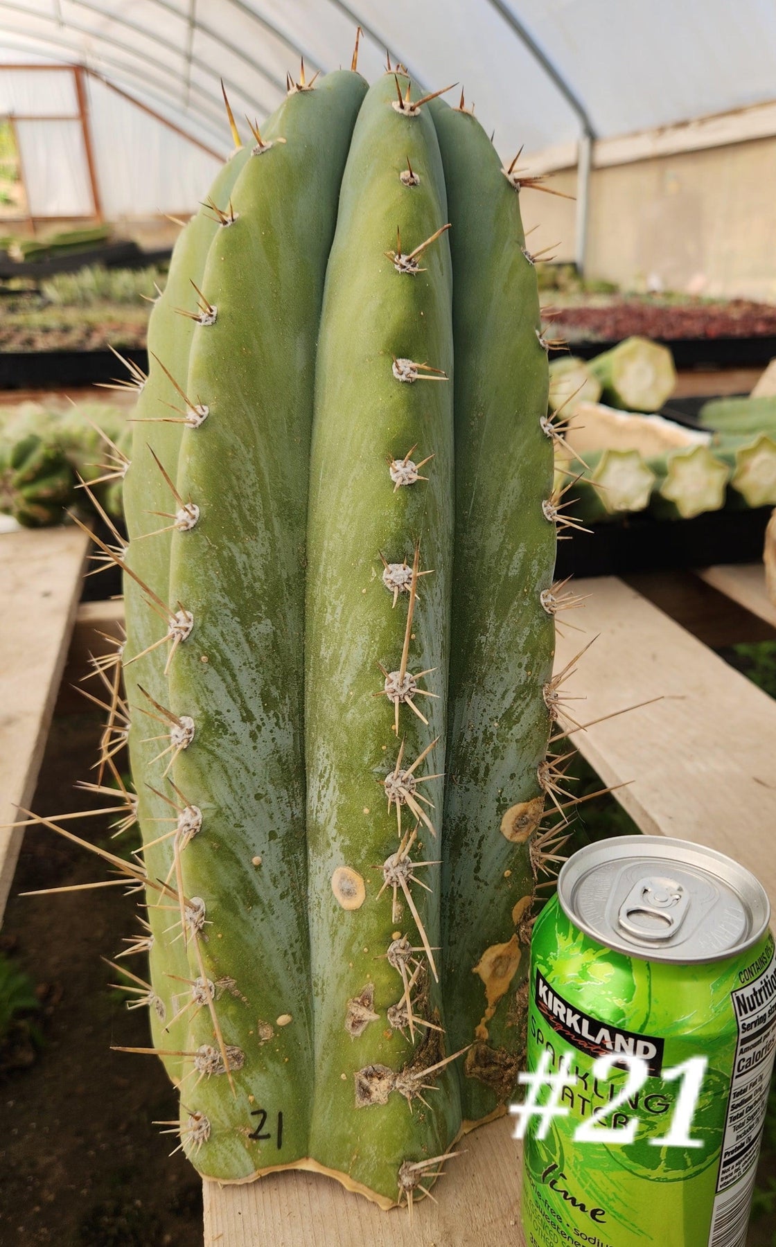 #EC20 EXACT Trichocereus Peruvianus TSS Blue Peru Cactus Cutting 12"-Cactus - Large - Exact-The Succulent Source