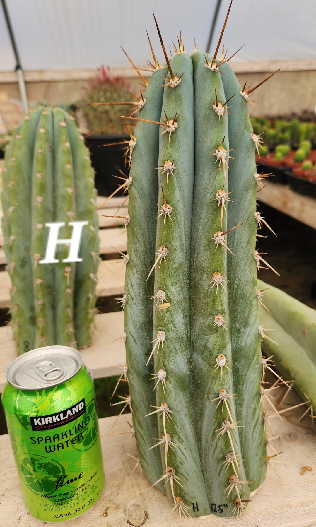 #EC20 EXACT Trichocereus Peruvianus TSS Blue Peru Cactus Cutting 12"-Cactus - Large - Exact-The Succulent Source