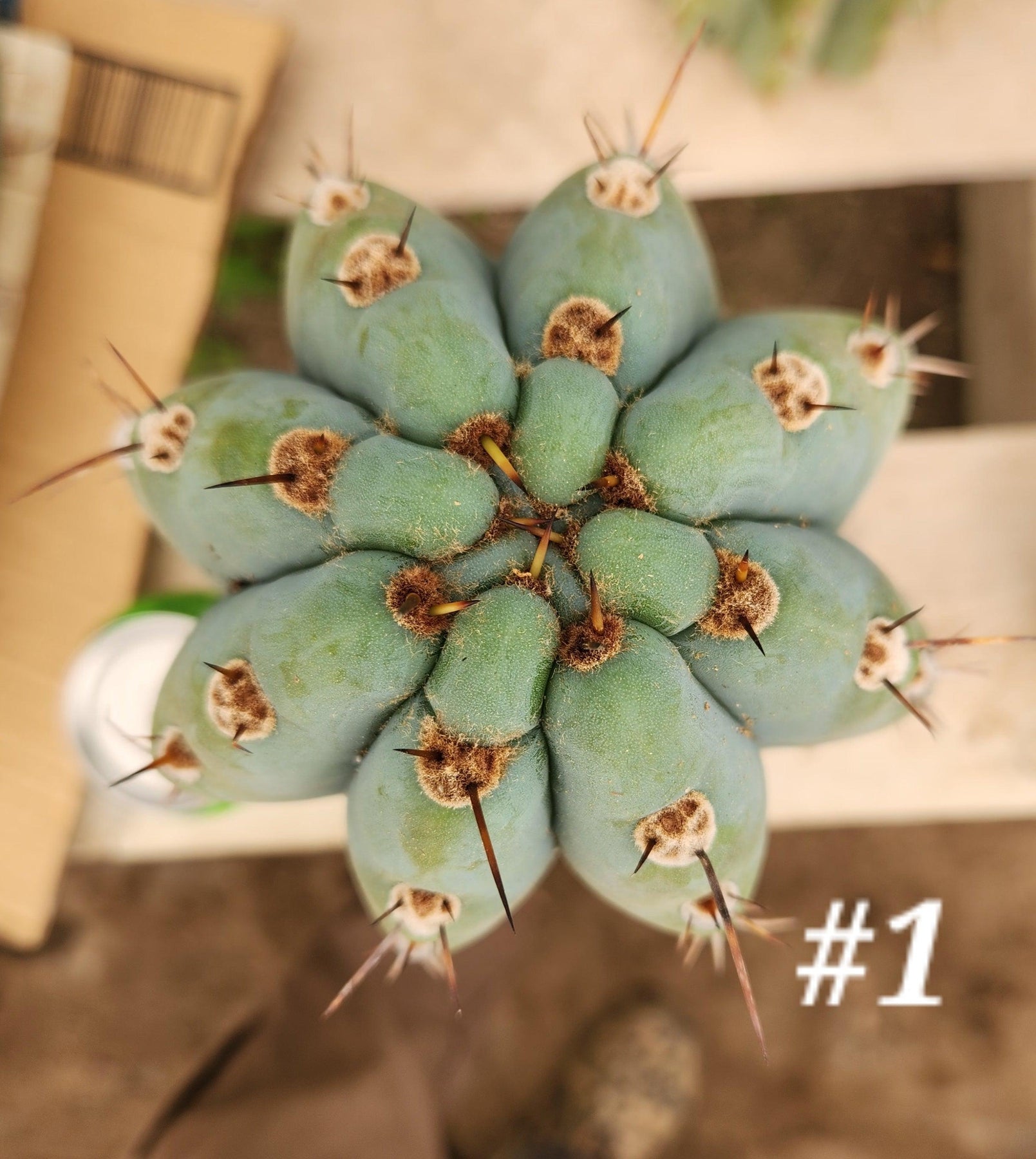 #EC20 EXACT Trichocereus Peruvianus TSS Blue Peru Cactus Cutting 12"-Cactus - Large - Exact-The Succulent Source