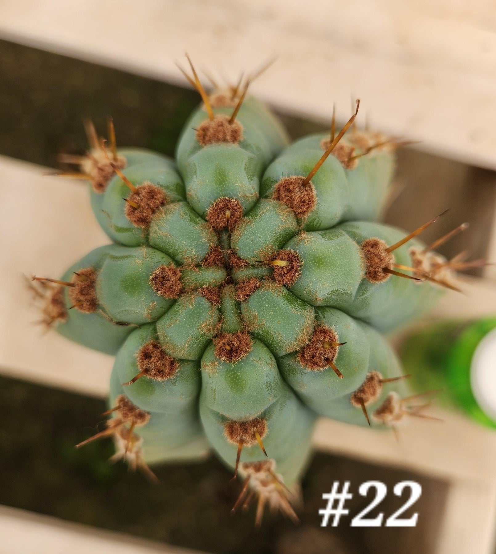 #EC20 EXACT Trichocereus Peruvianus TSS Blue Peru Cactus Cutting 12"-Cactus - Large - Exact-The Succulent Source